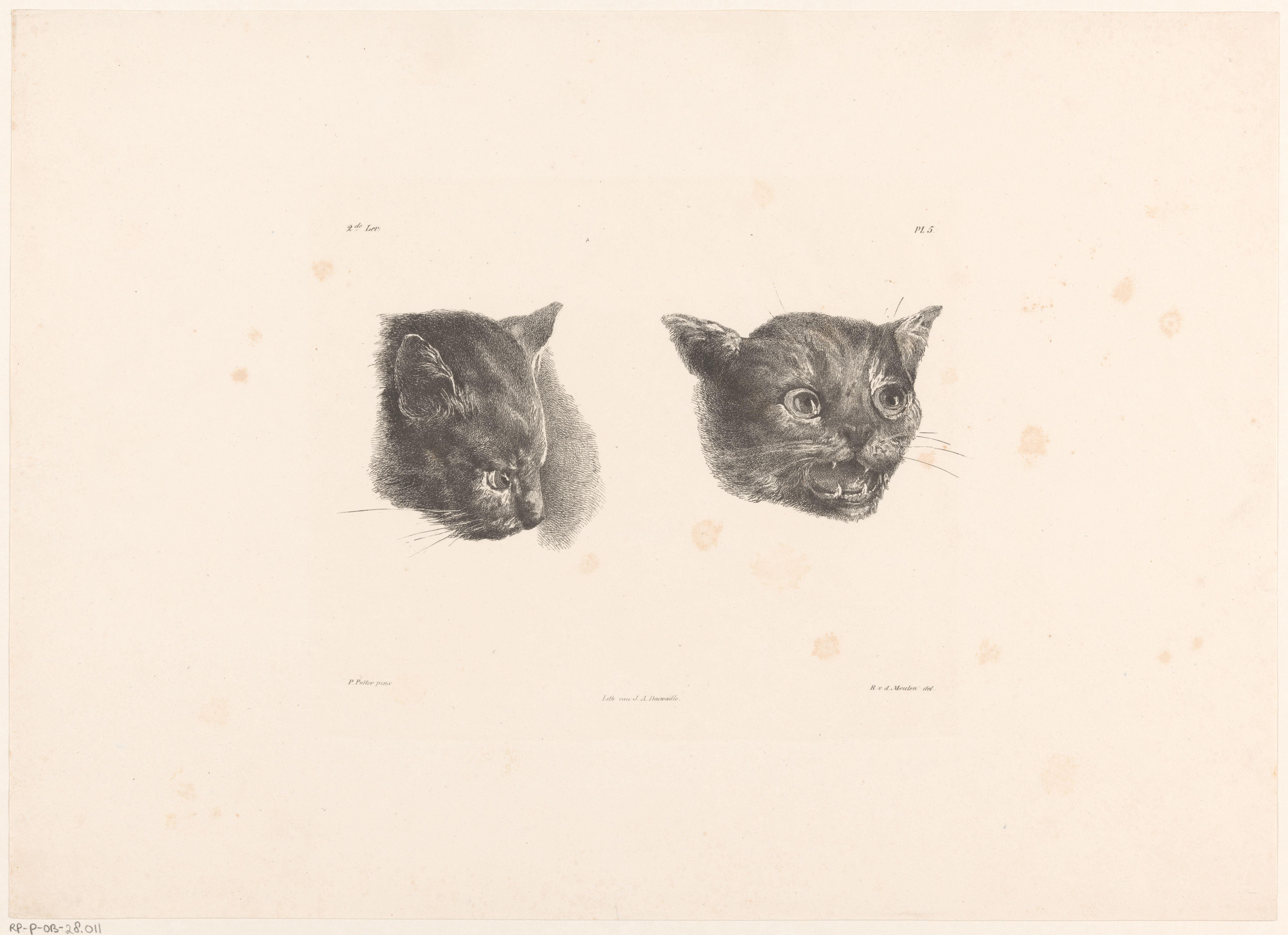Twee kattenkoppen