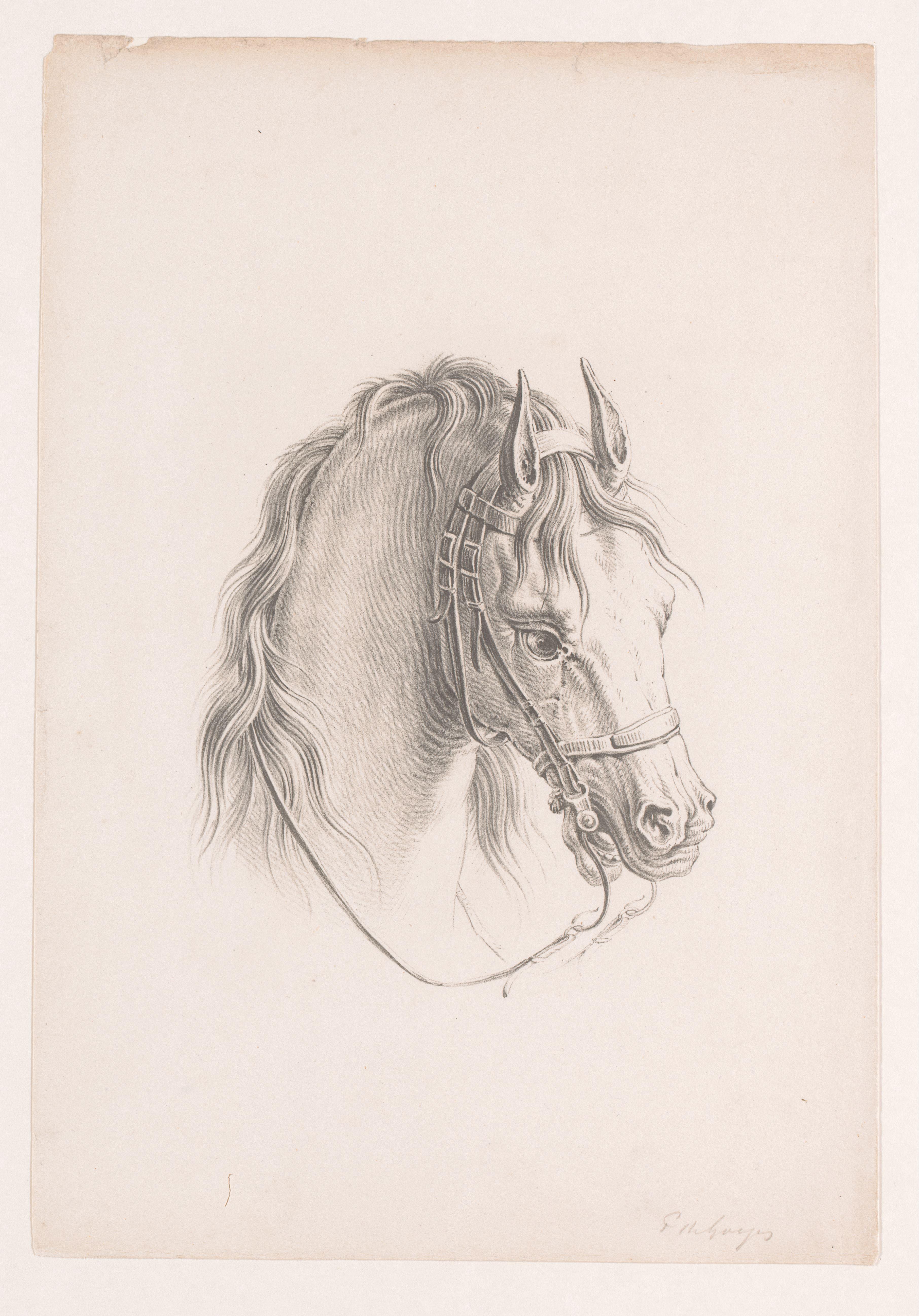 Paardenhoofd met hoofdstel