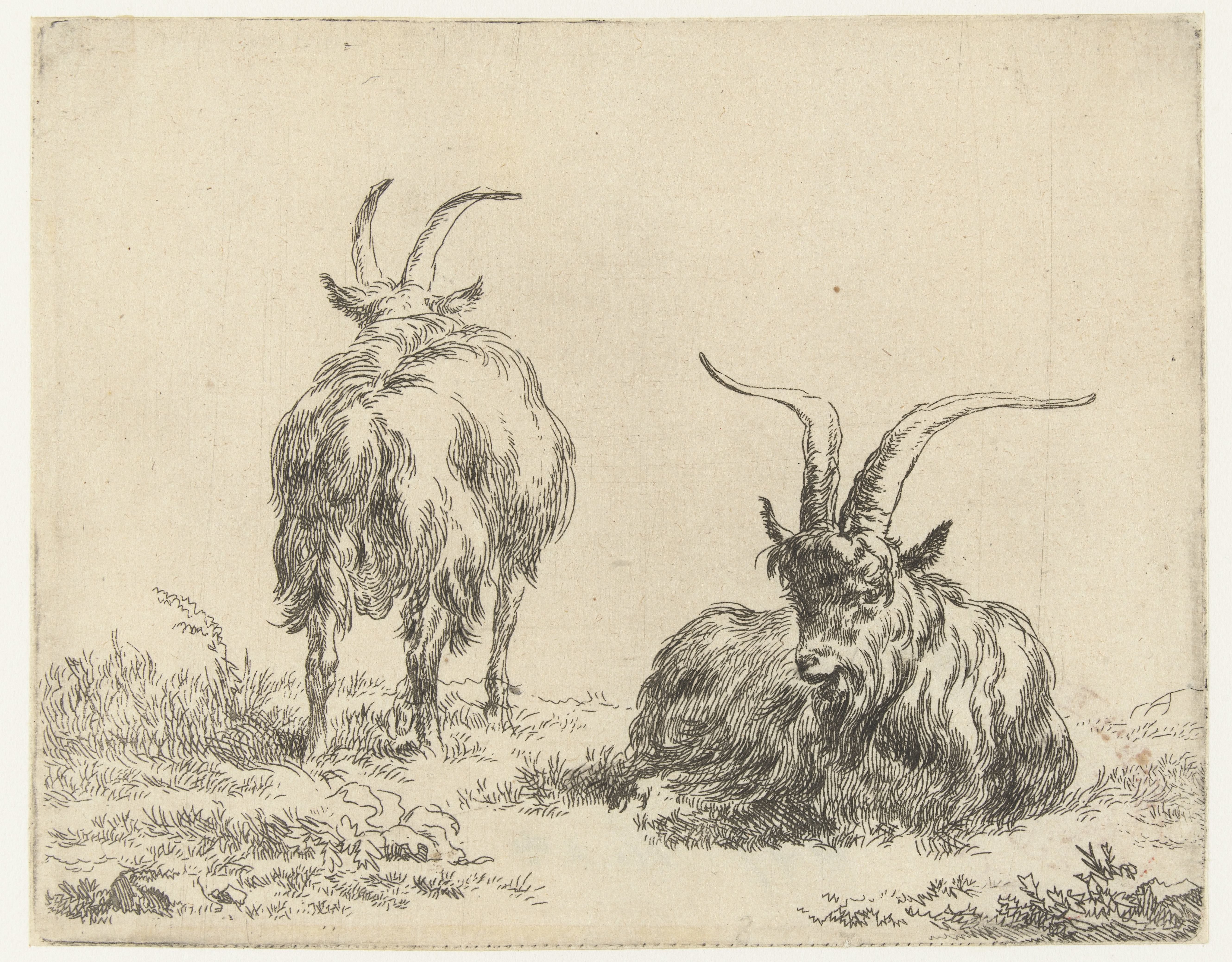 Liggende en staande geit of bok