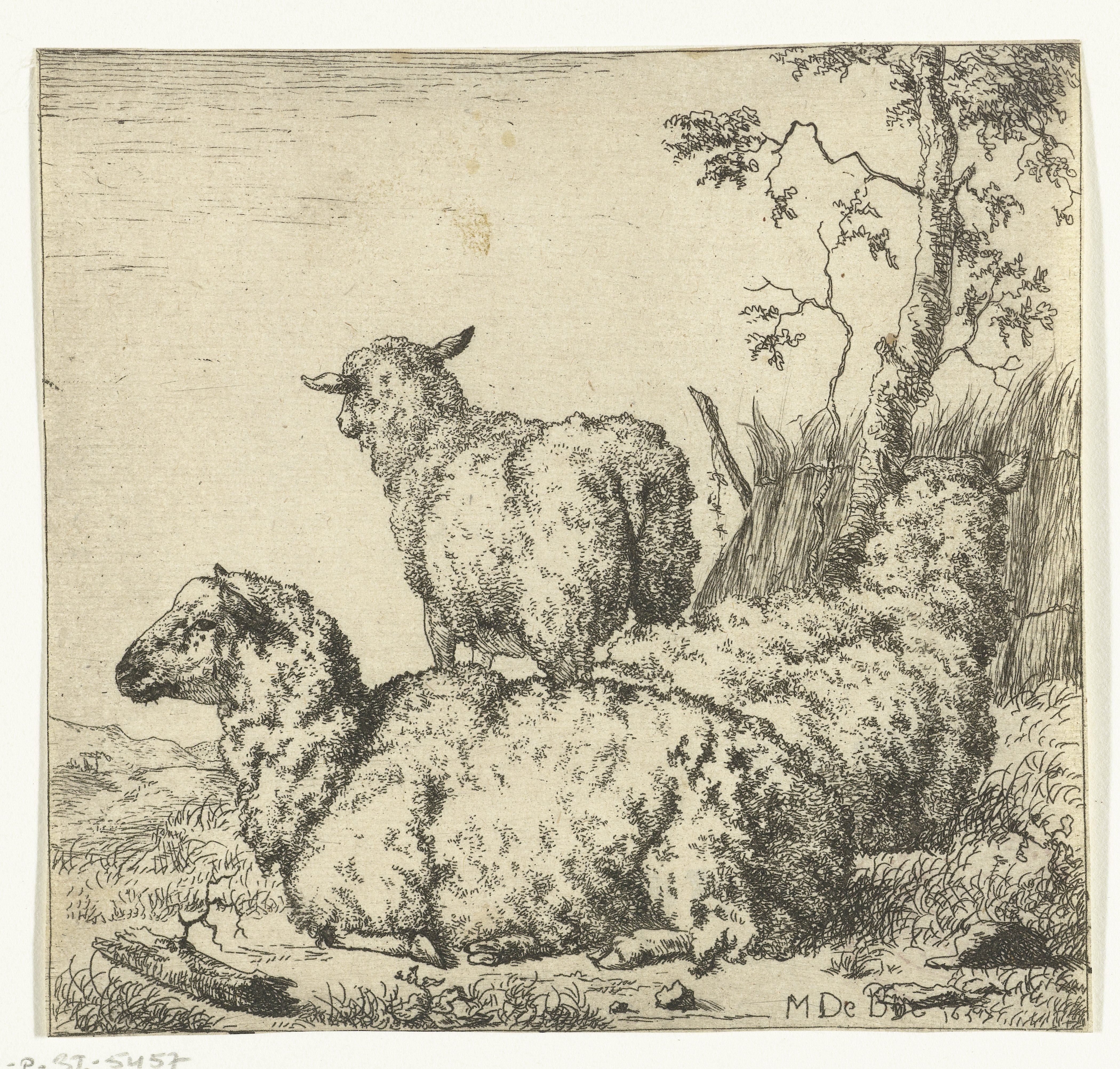 Drie schapen
