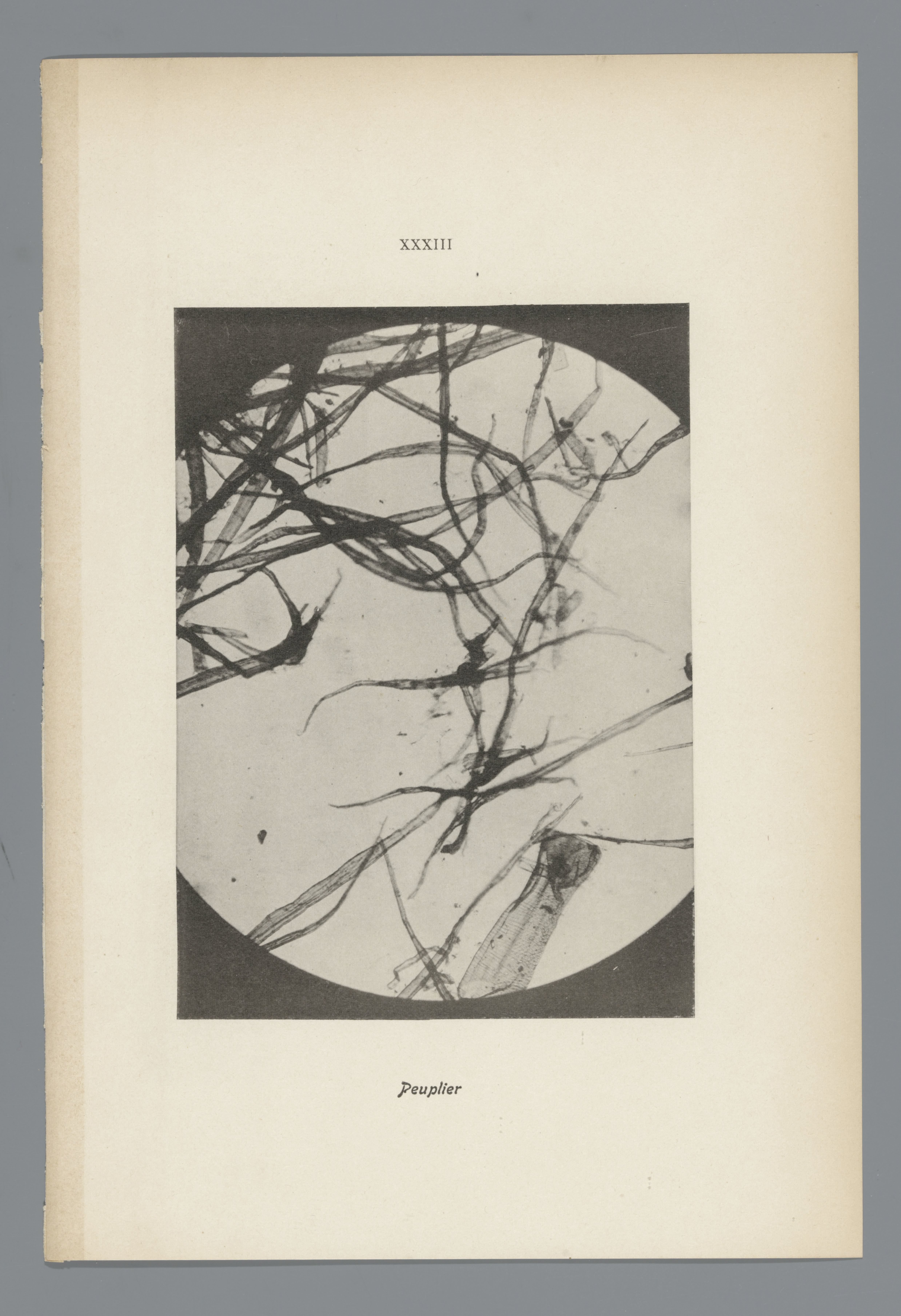 Microfoto’s van papiervezels