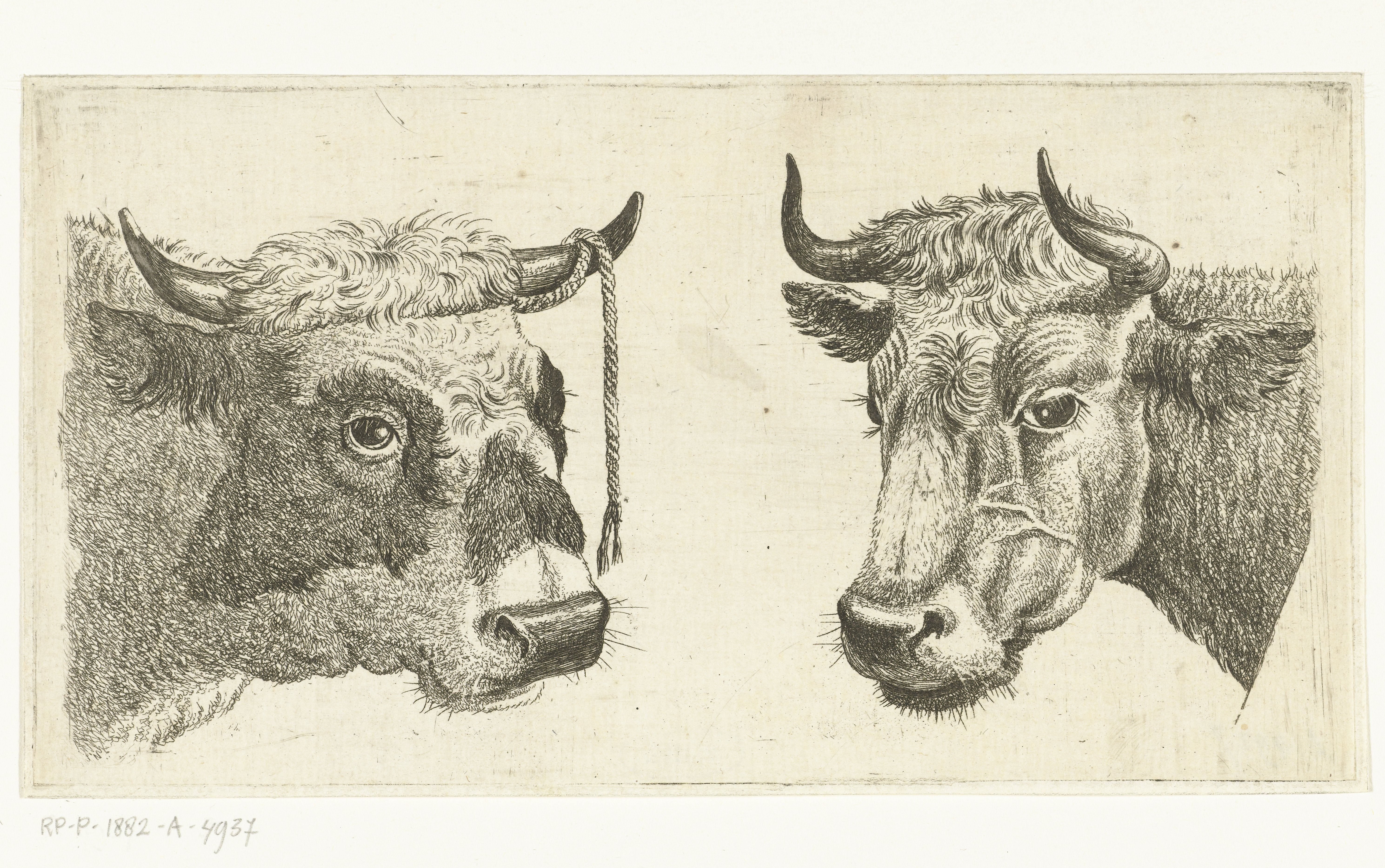 Kop van stier met touw aan horen en kop van koe