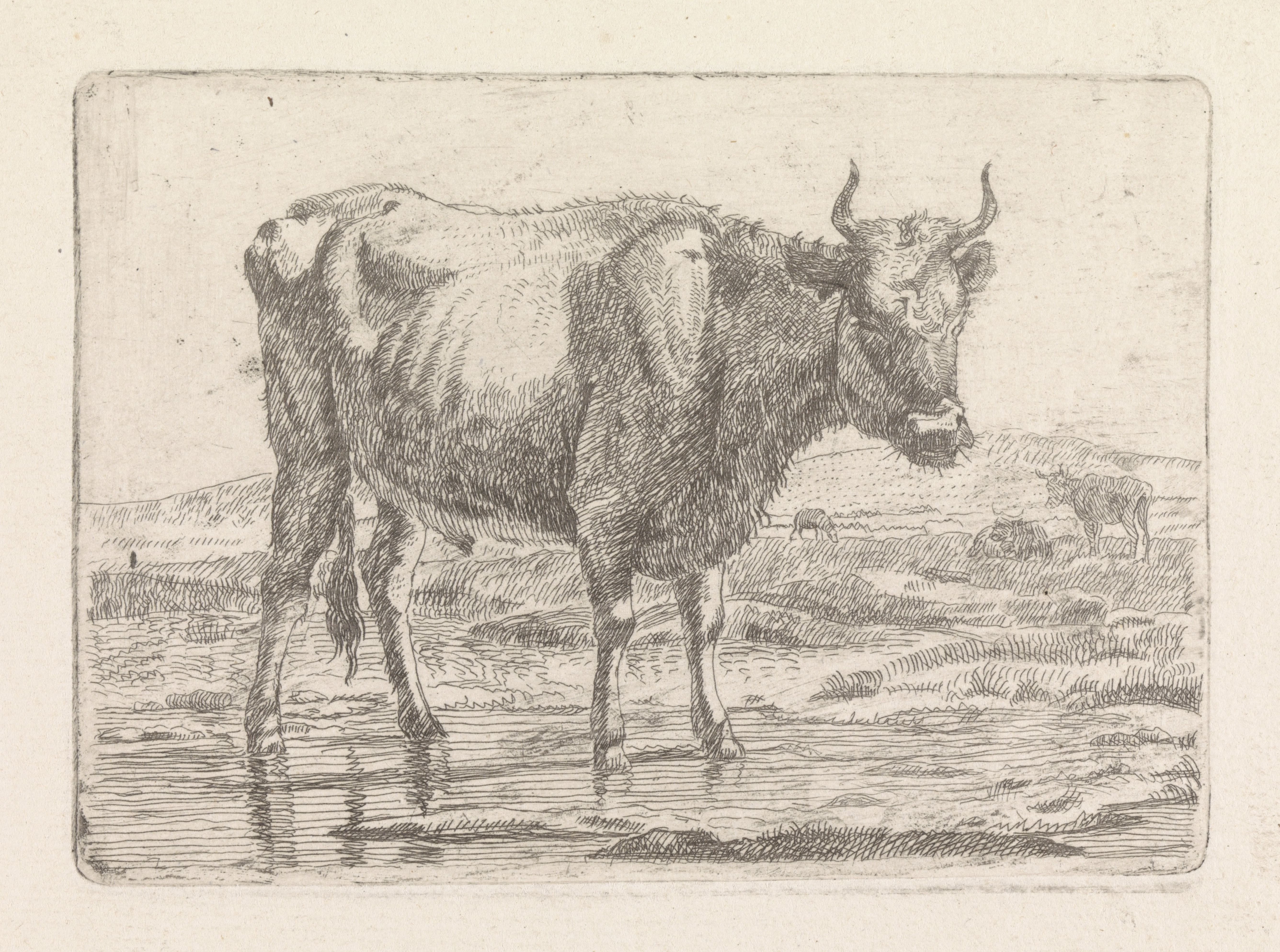 Stier staand in sloot