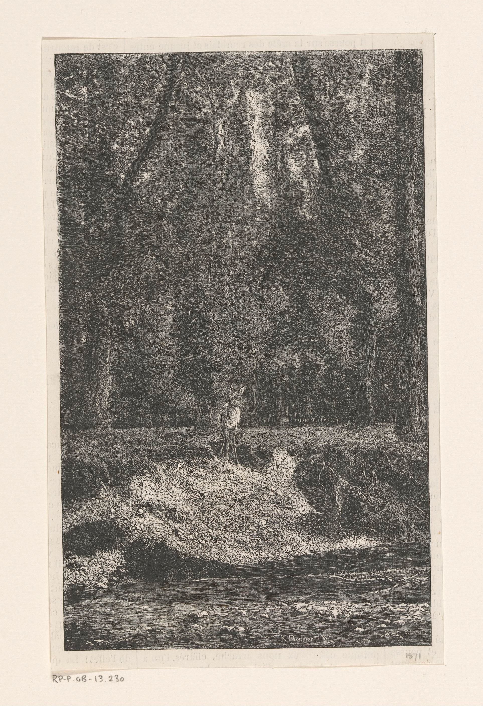Hert bij de oever van een ven in het bos