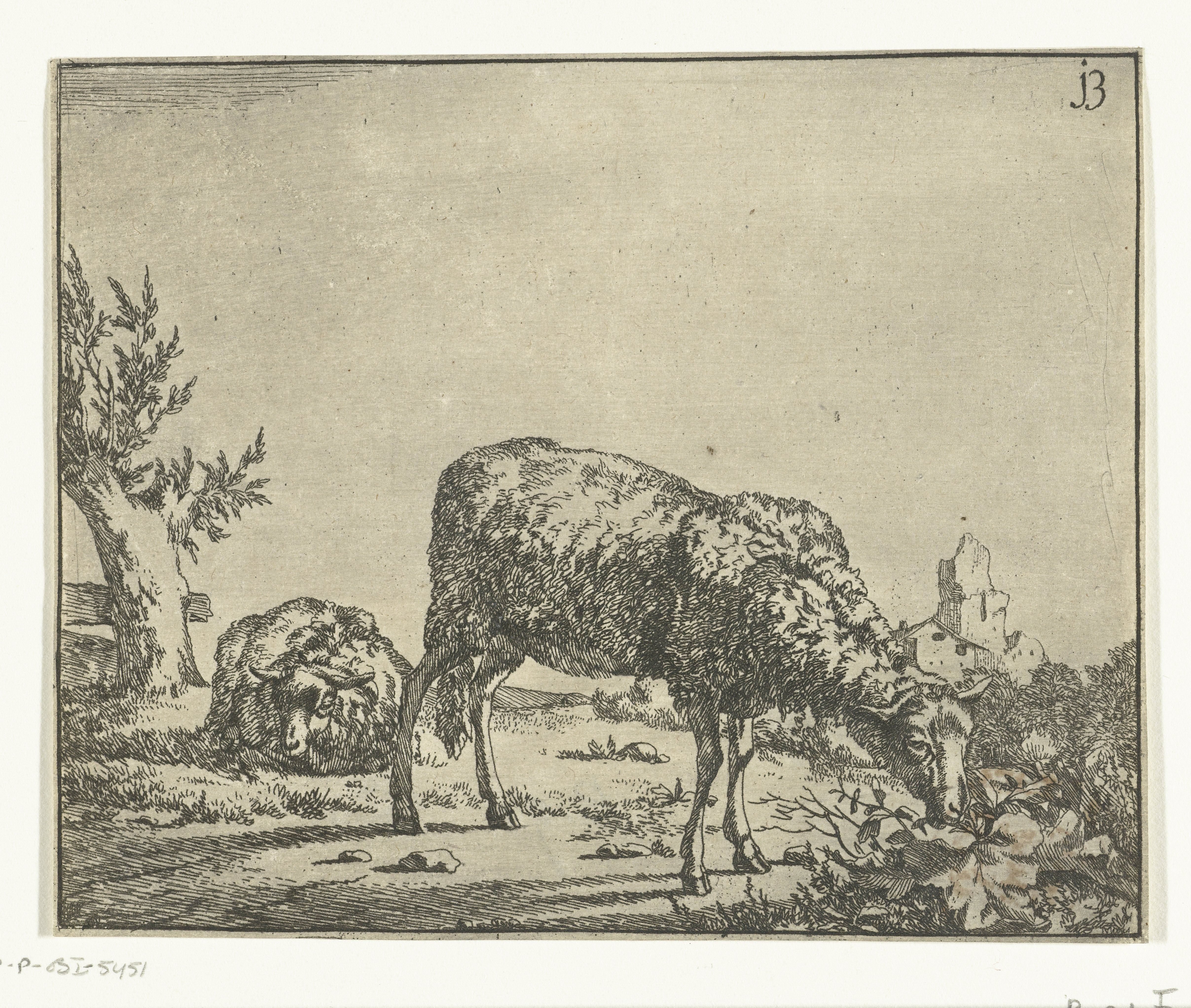 Grazend schaap en liggend schaap bij hek
