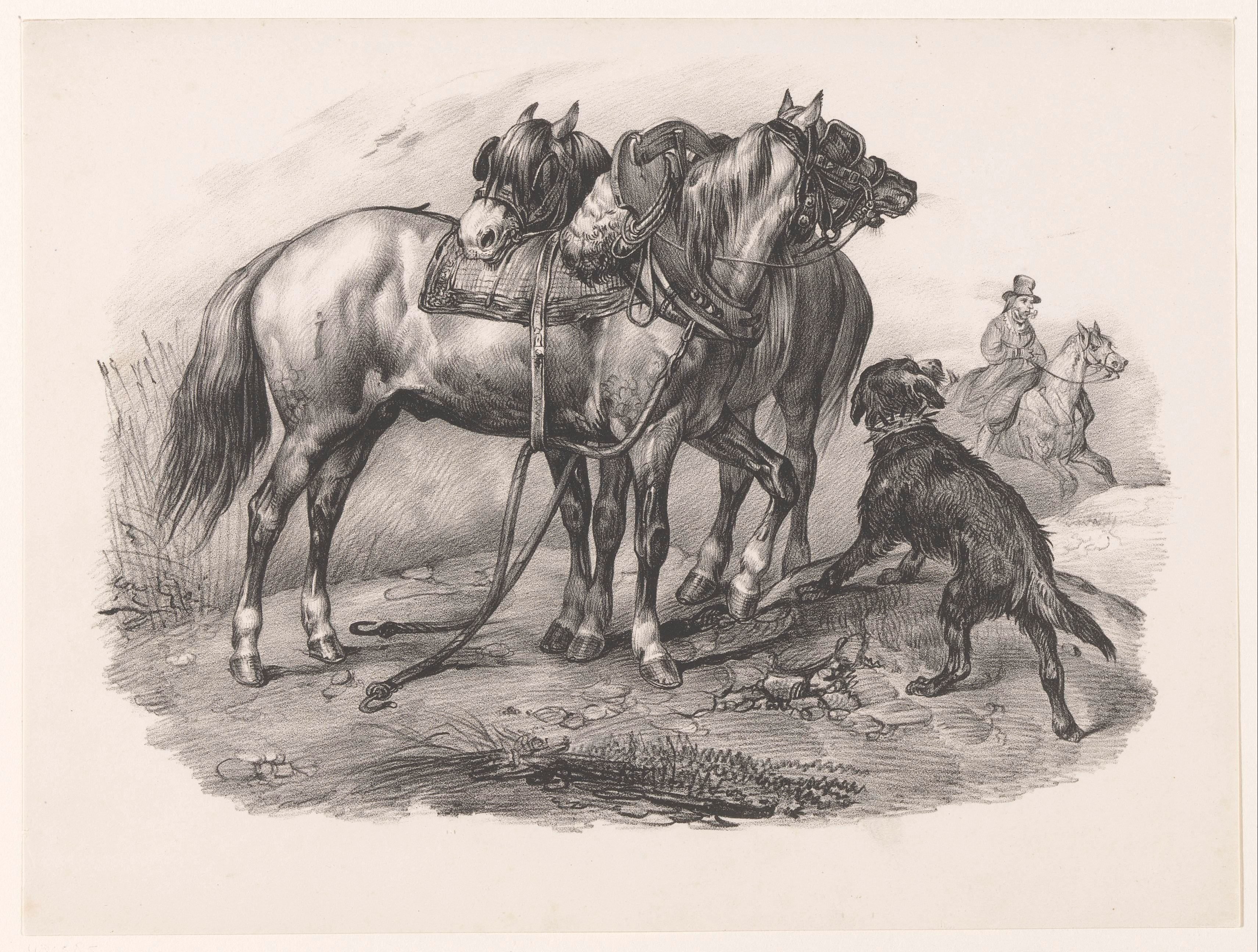 Twee Picardische lastpaarden met een hond