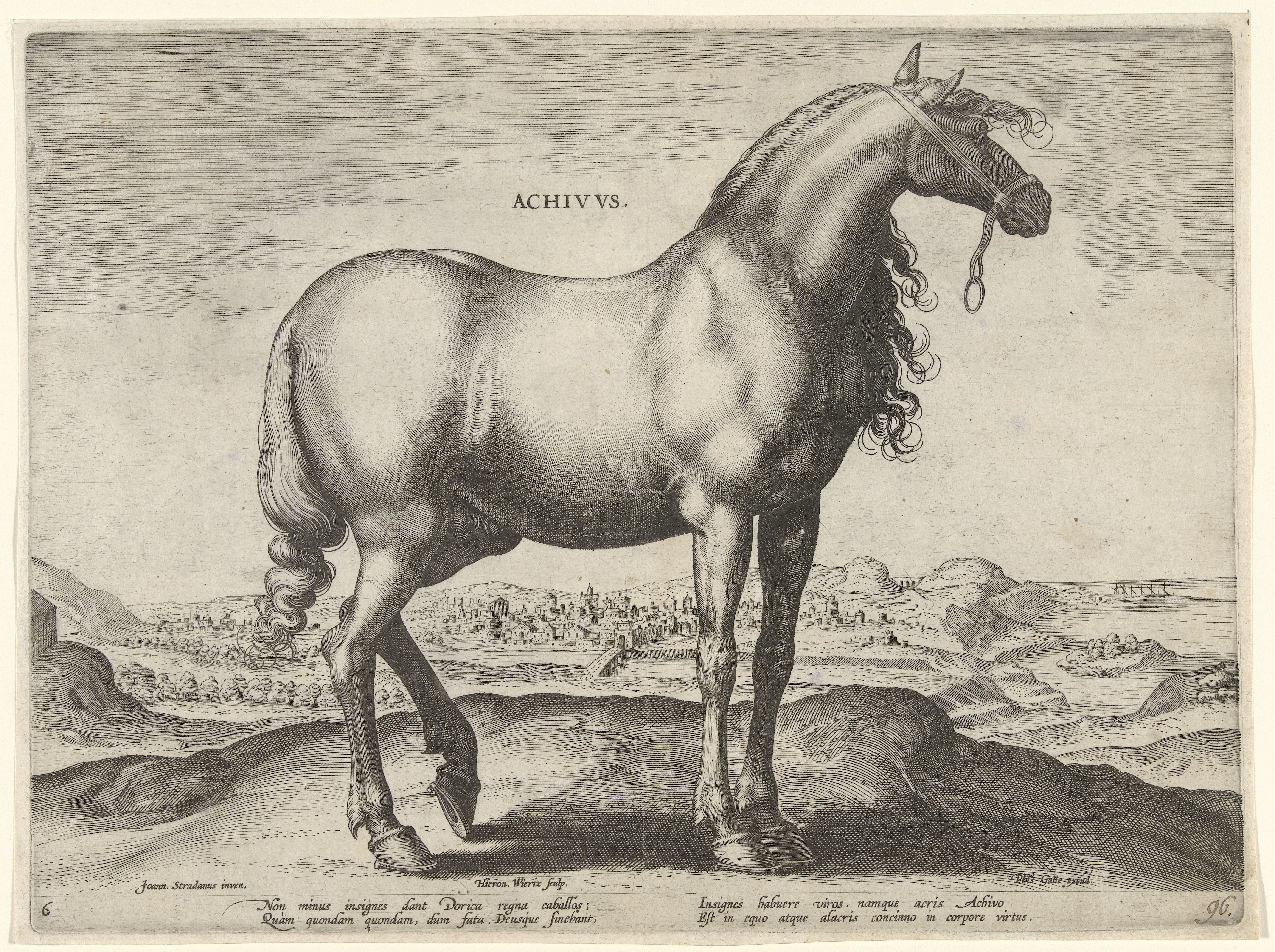 Paard uit Griekenland (Achivus)