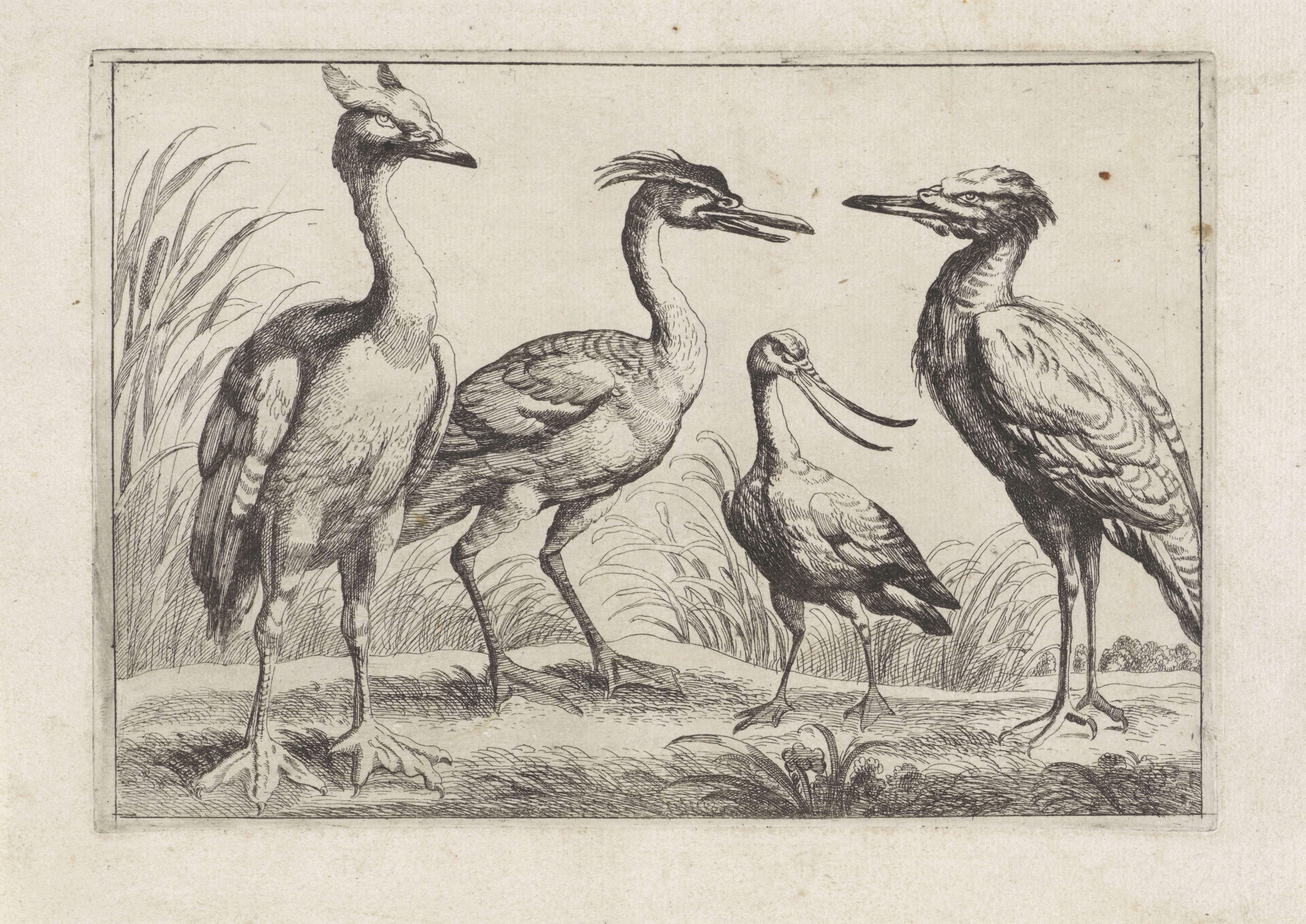 Vier waadvogels