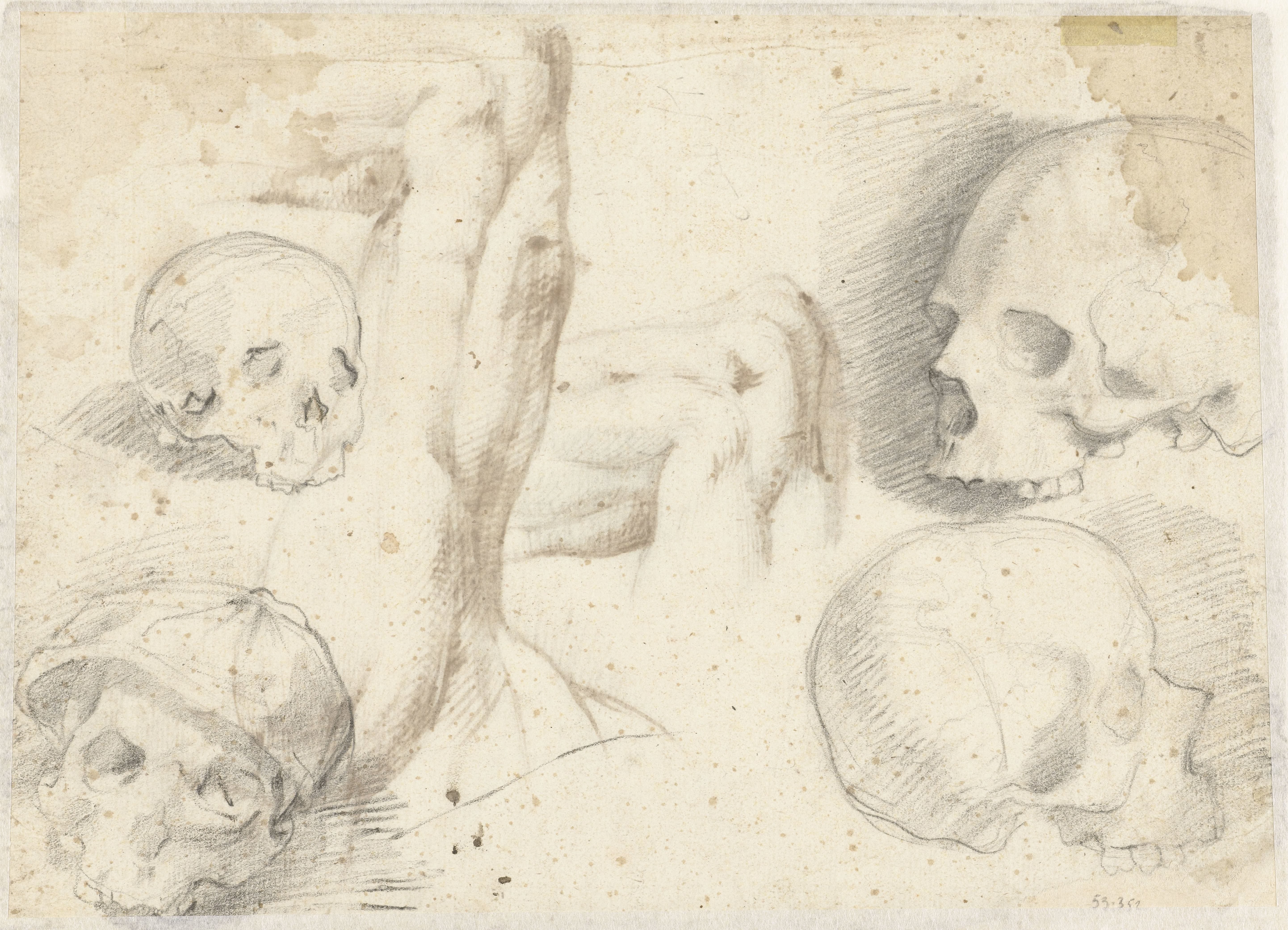 Vier studies van een schedel