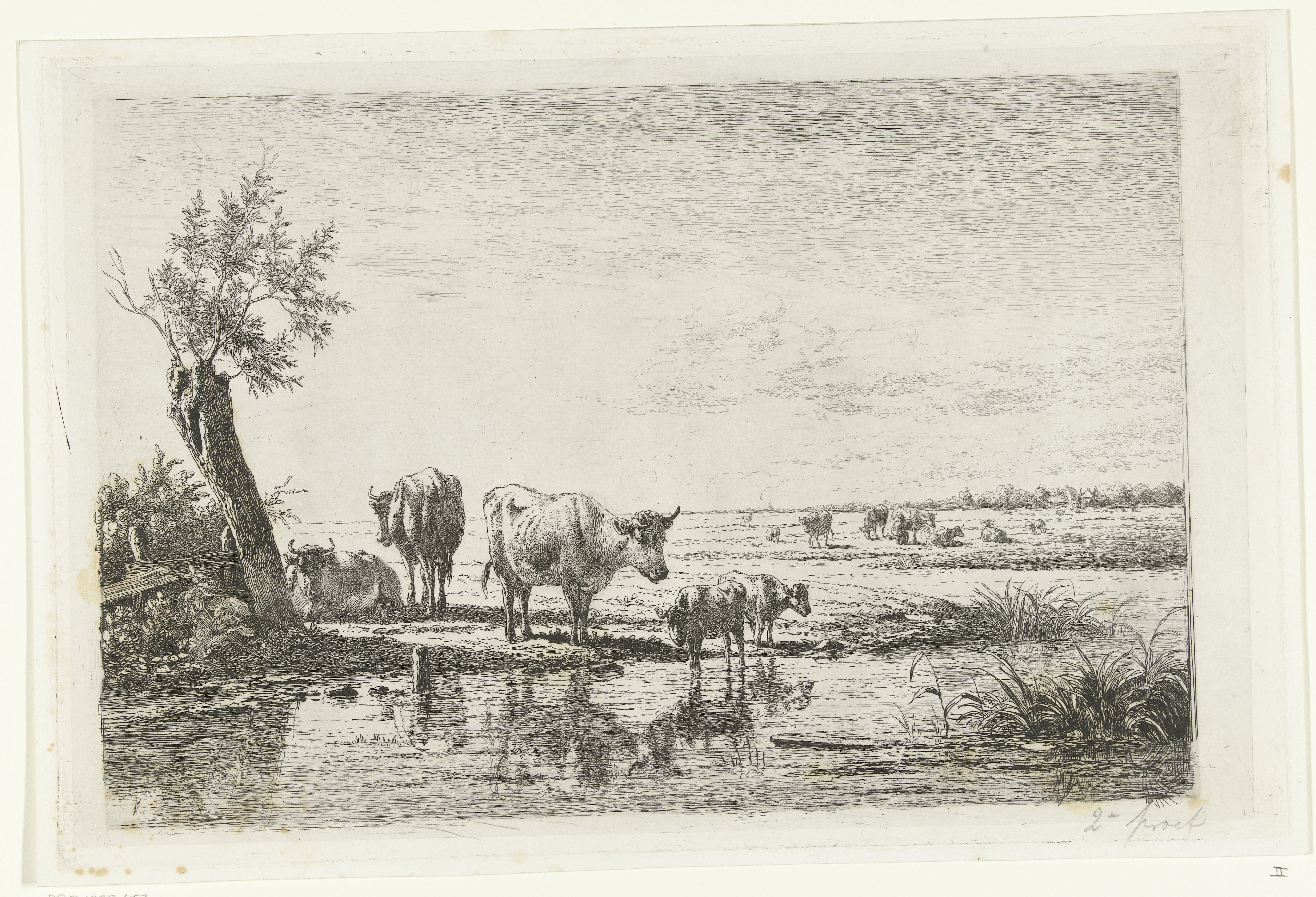 Weidelandschap met koeien bij water