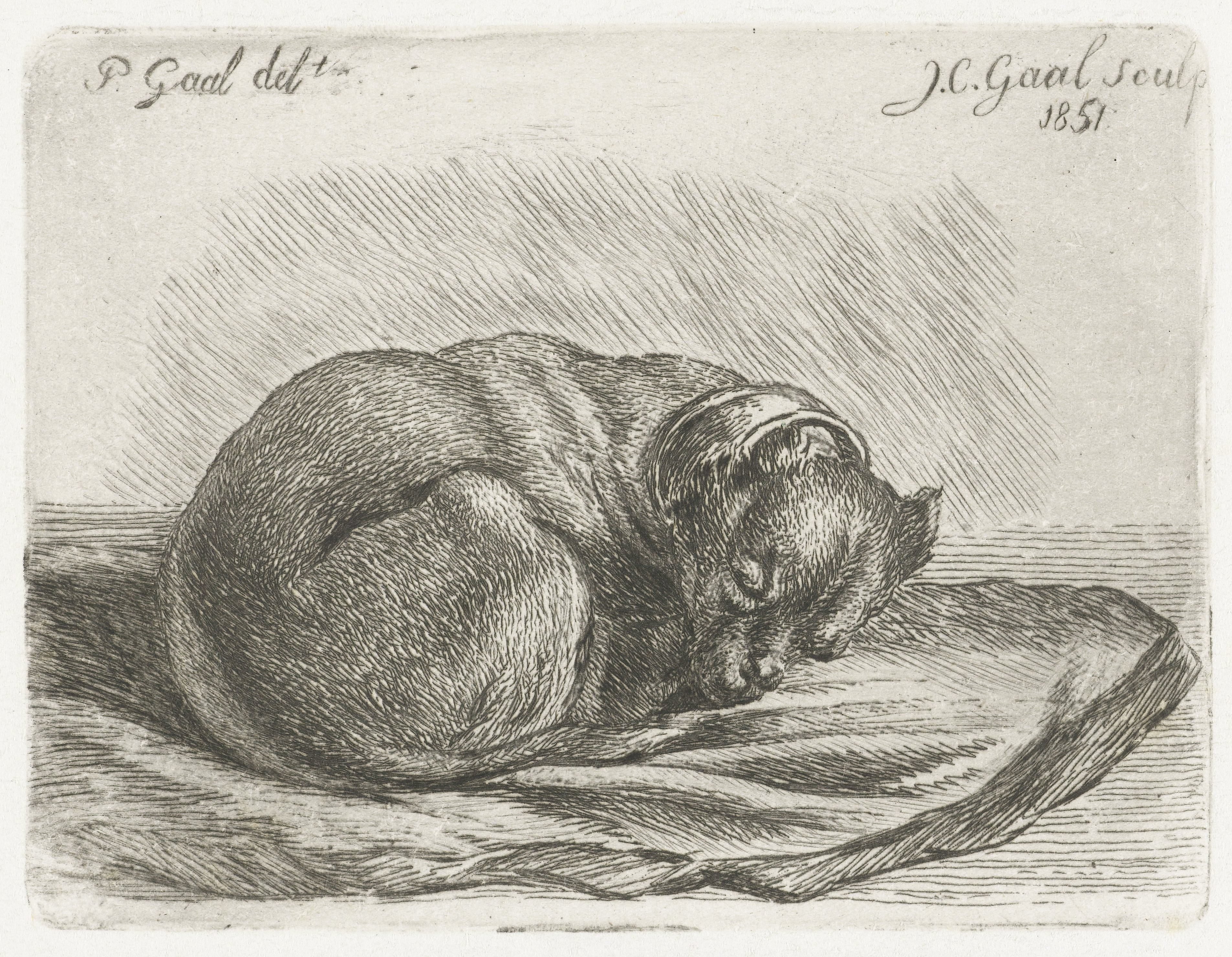 Slapende hond, liggend op een deken