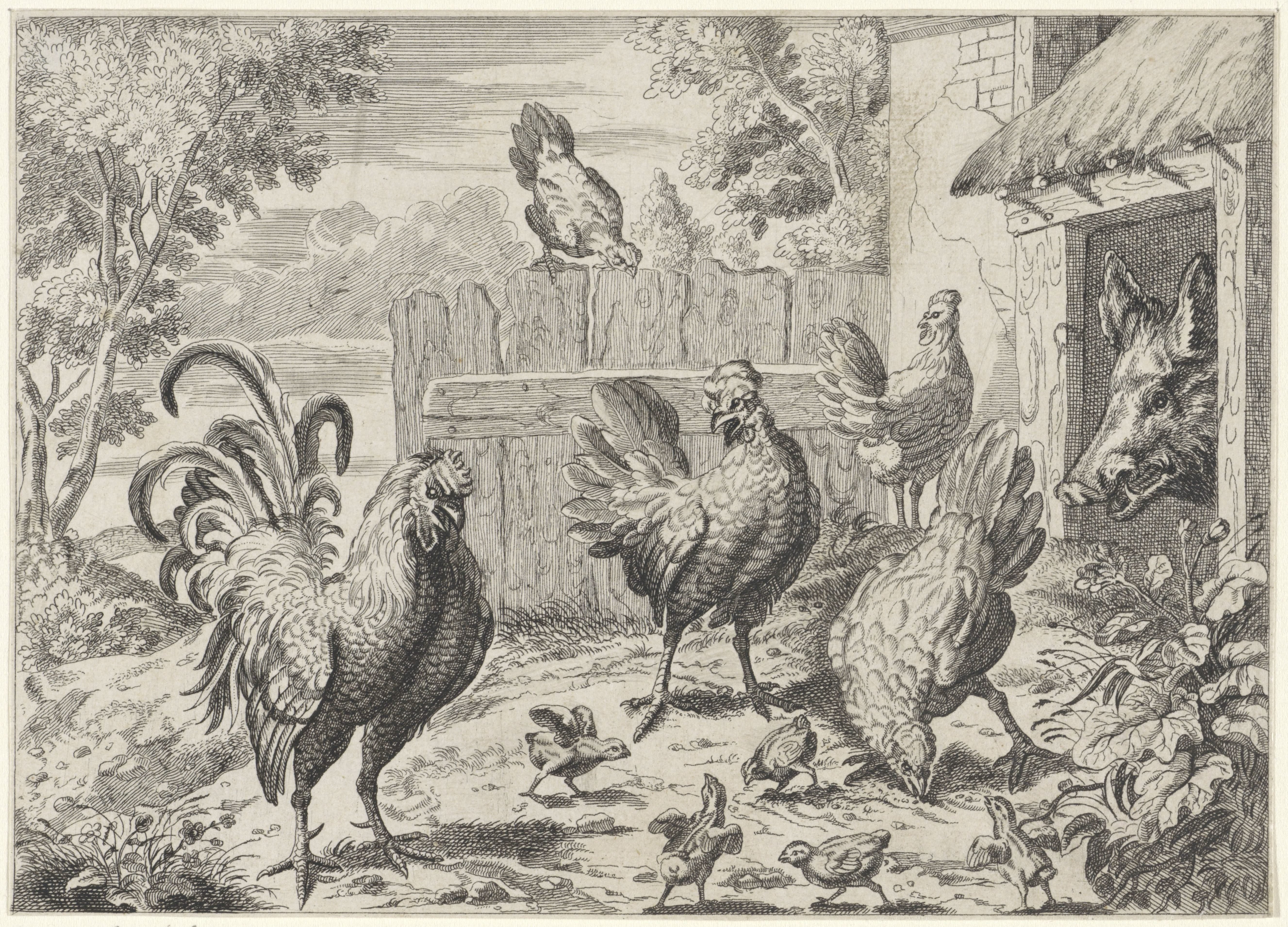 Hanen, kippen, kuikens en een wild zwijn
