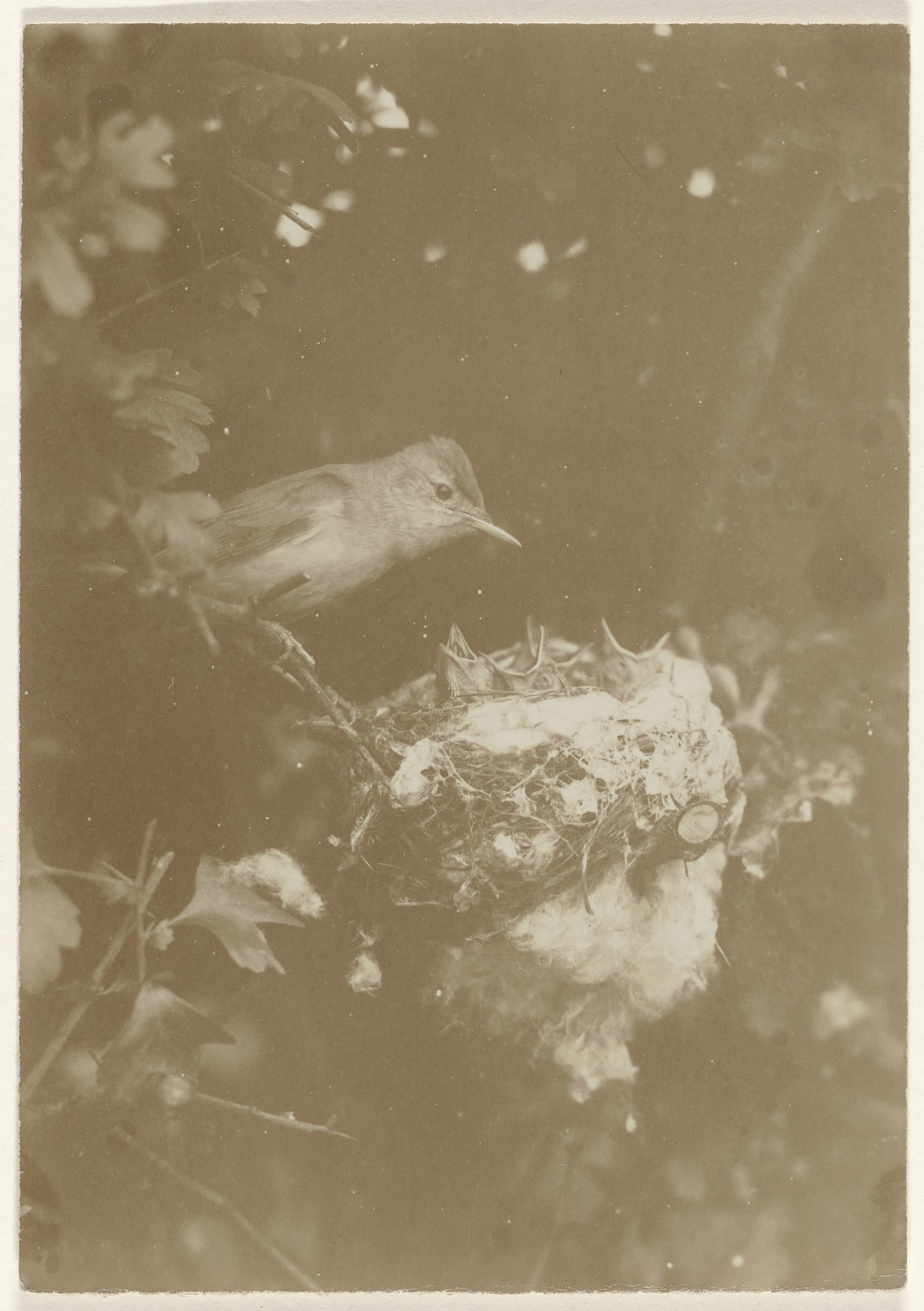 Vogel bij nest met kuikens in boom