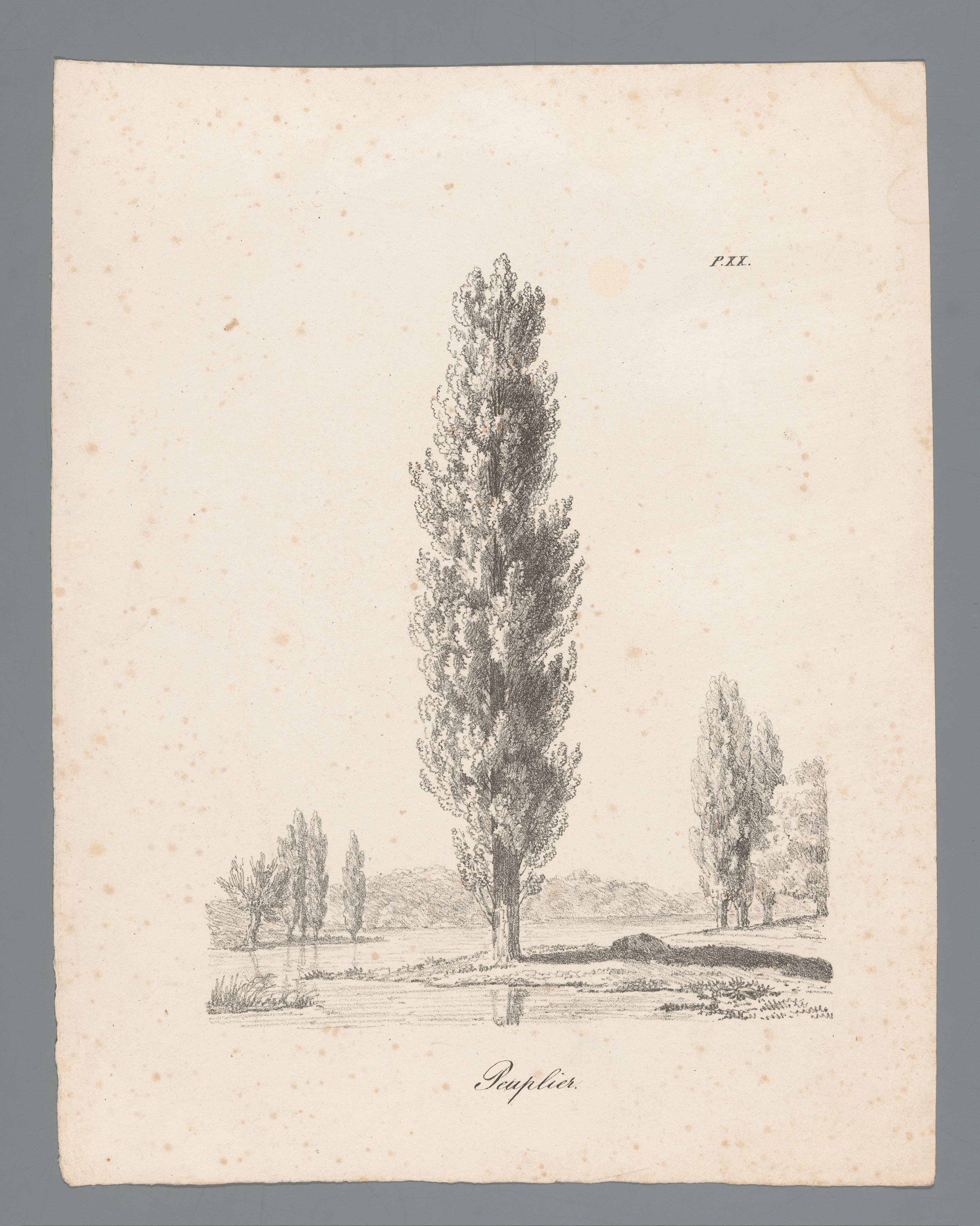Populier
