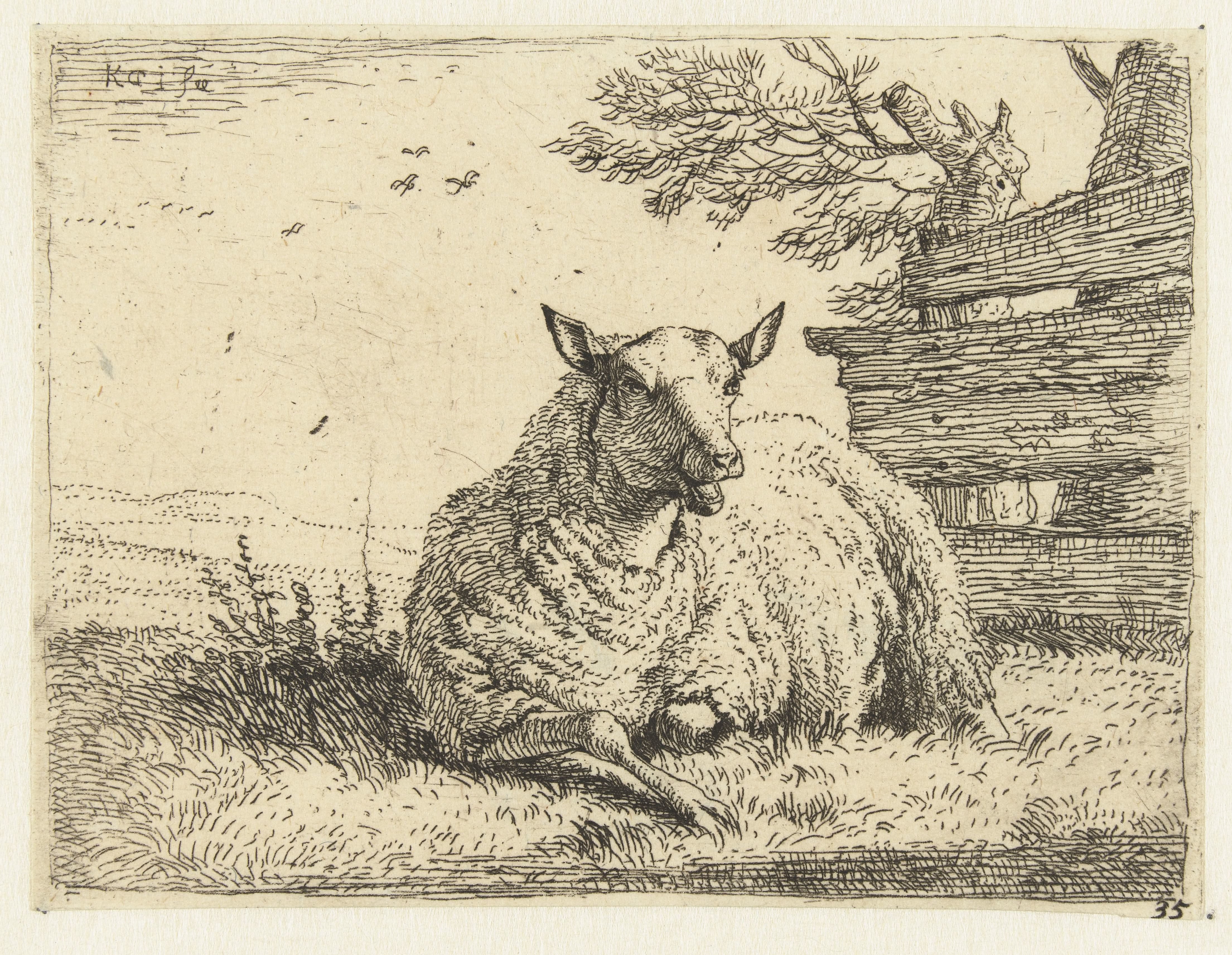 Schaap bij een hek