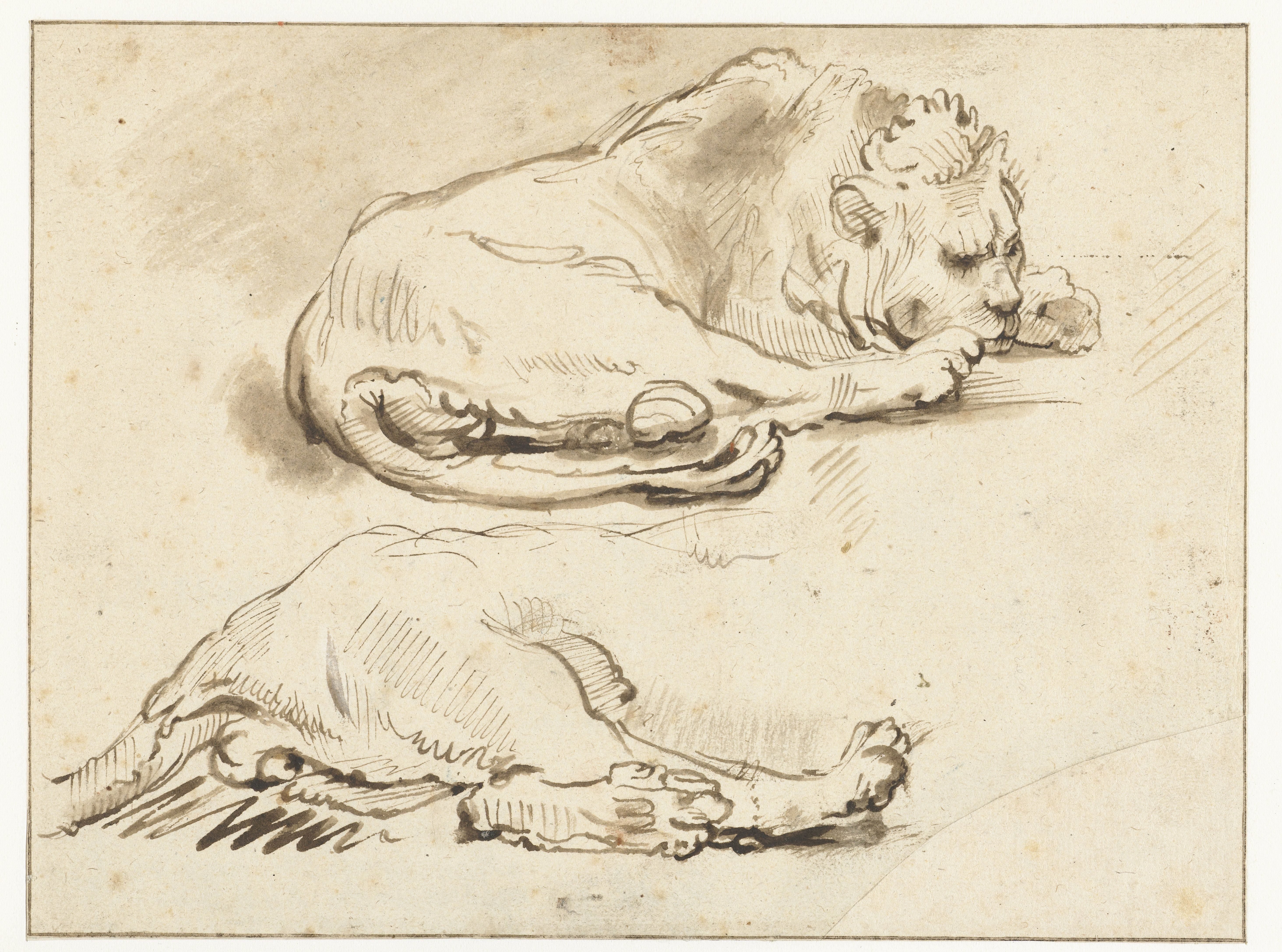 Lion at Rest and Sketch of its Hind Quarters