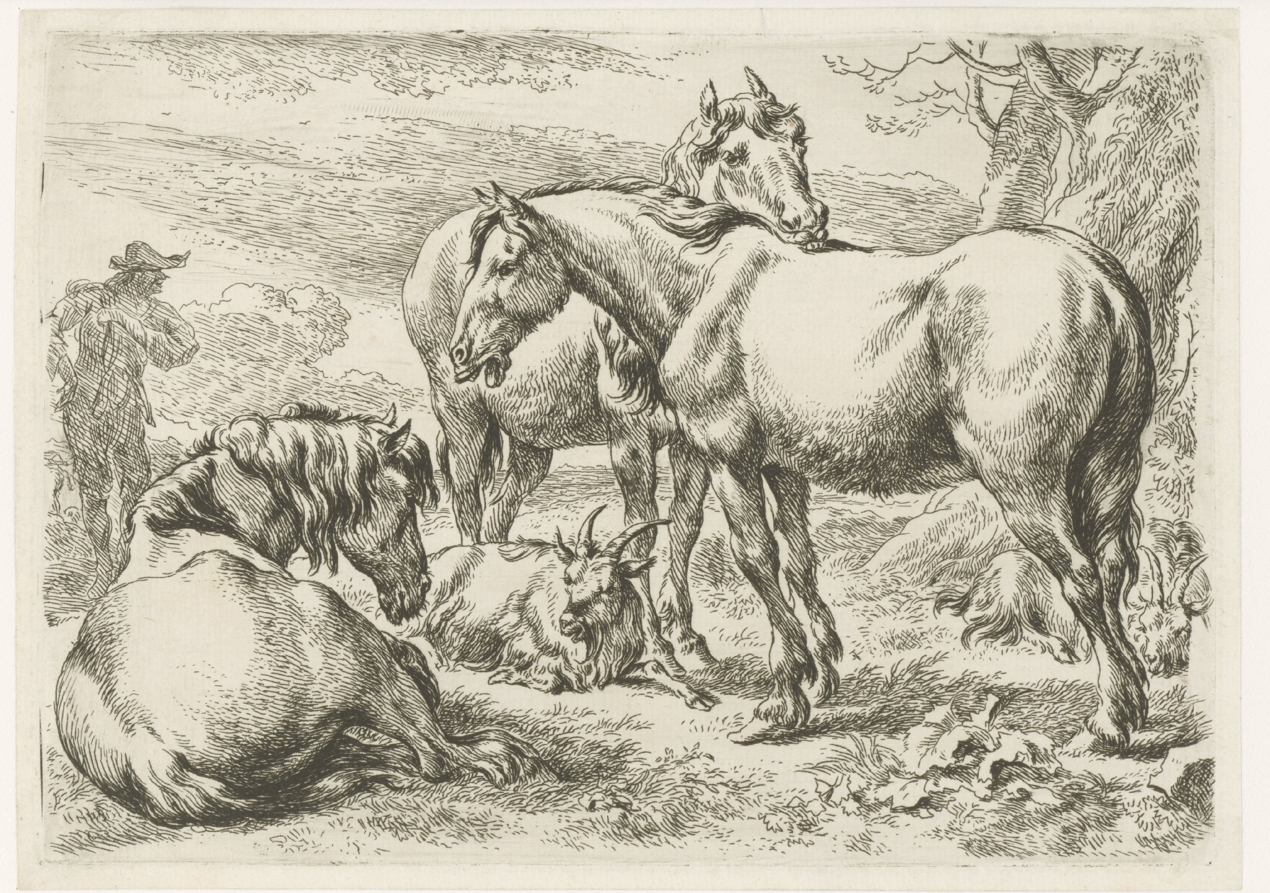 Drie paarden
