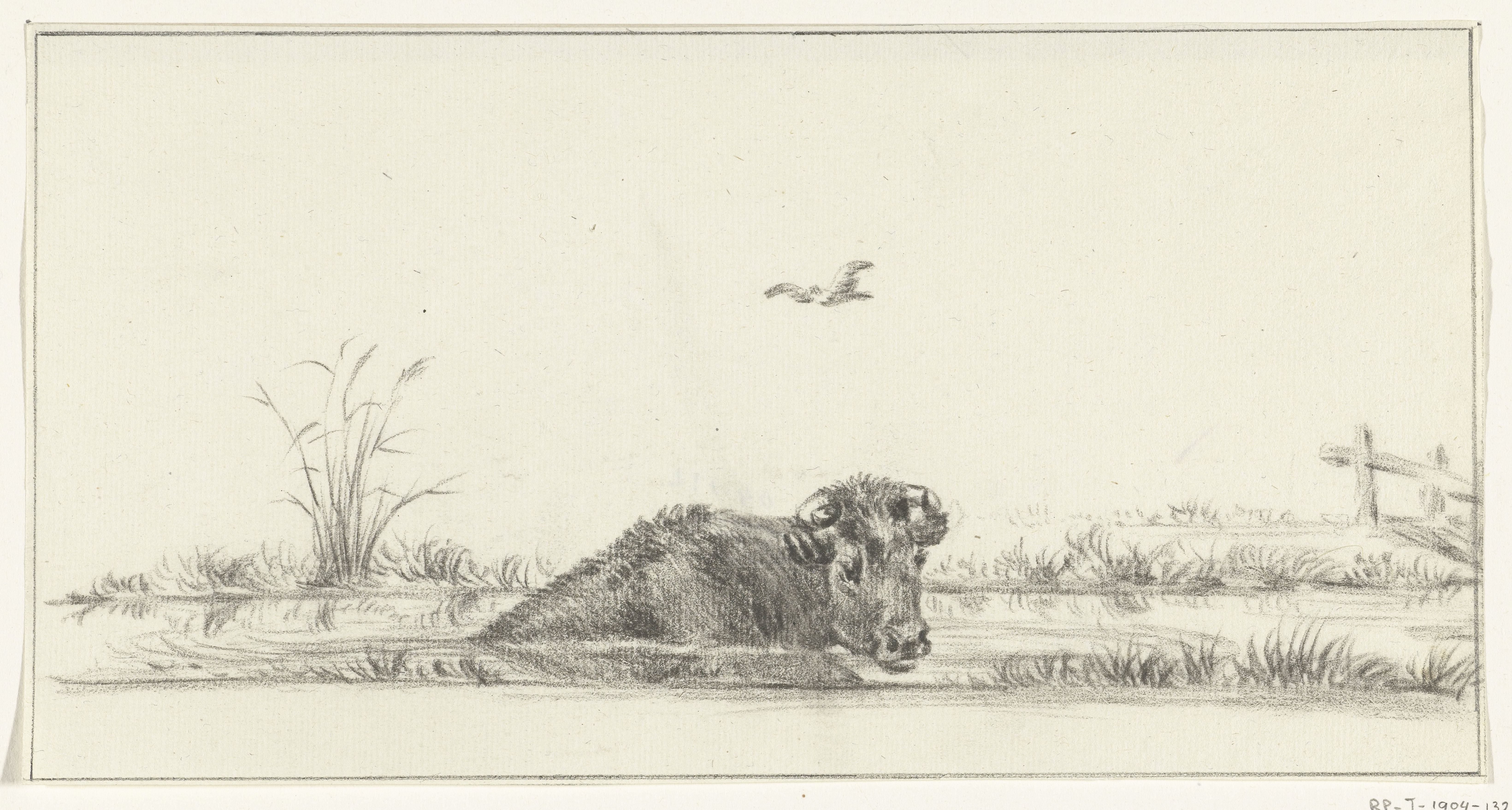 Koe in het water