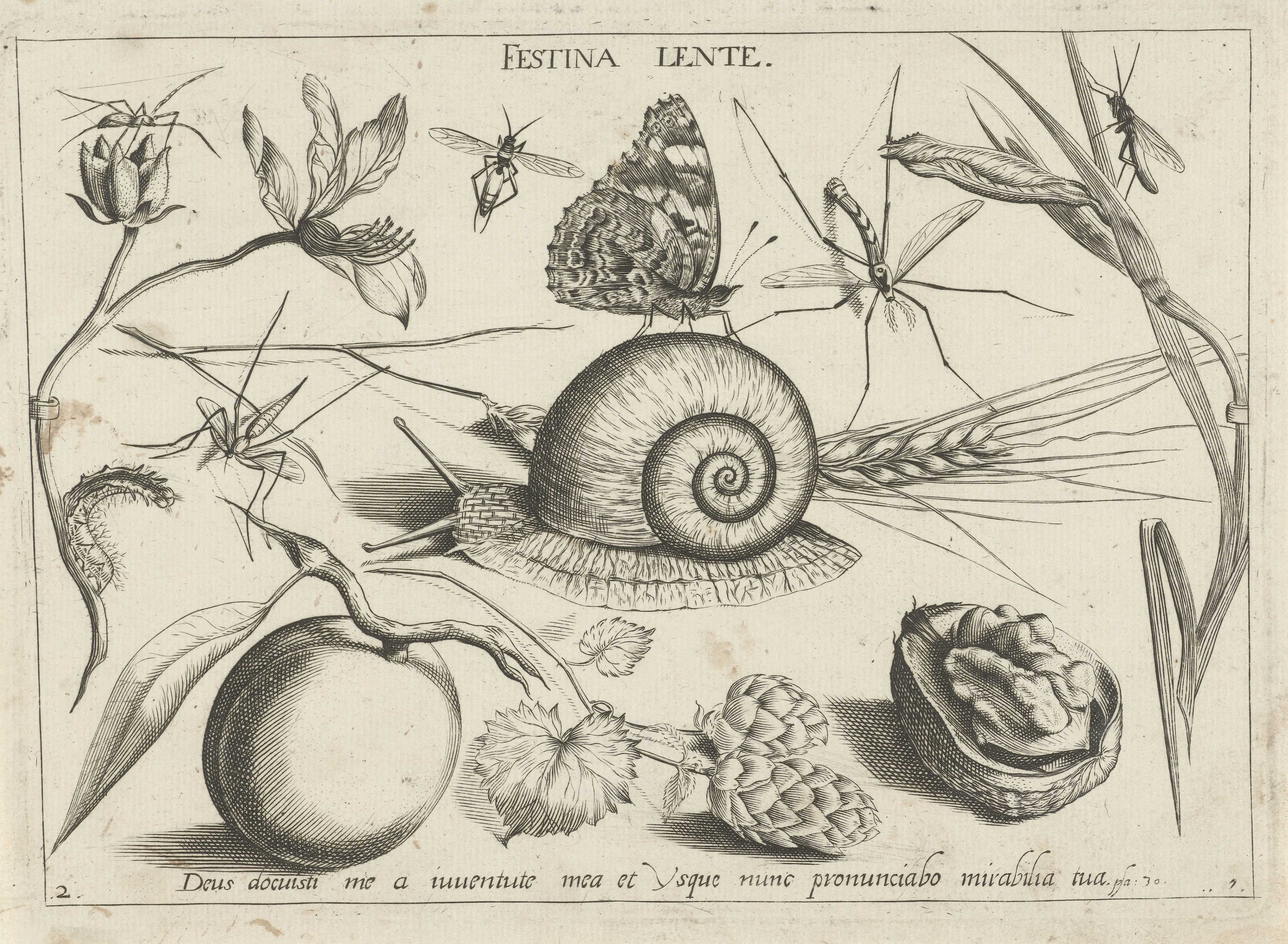 Dieren, planten en vruchten rond een slak