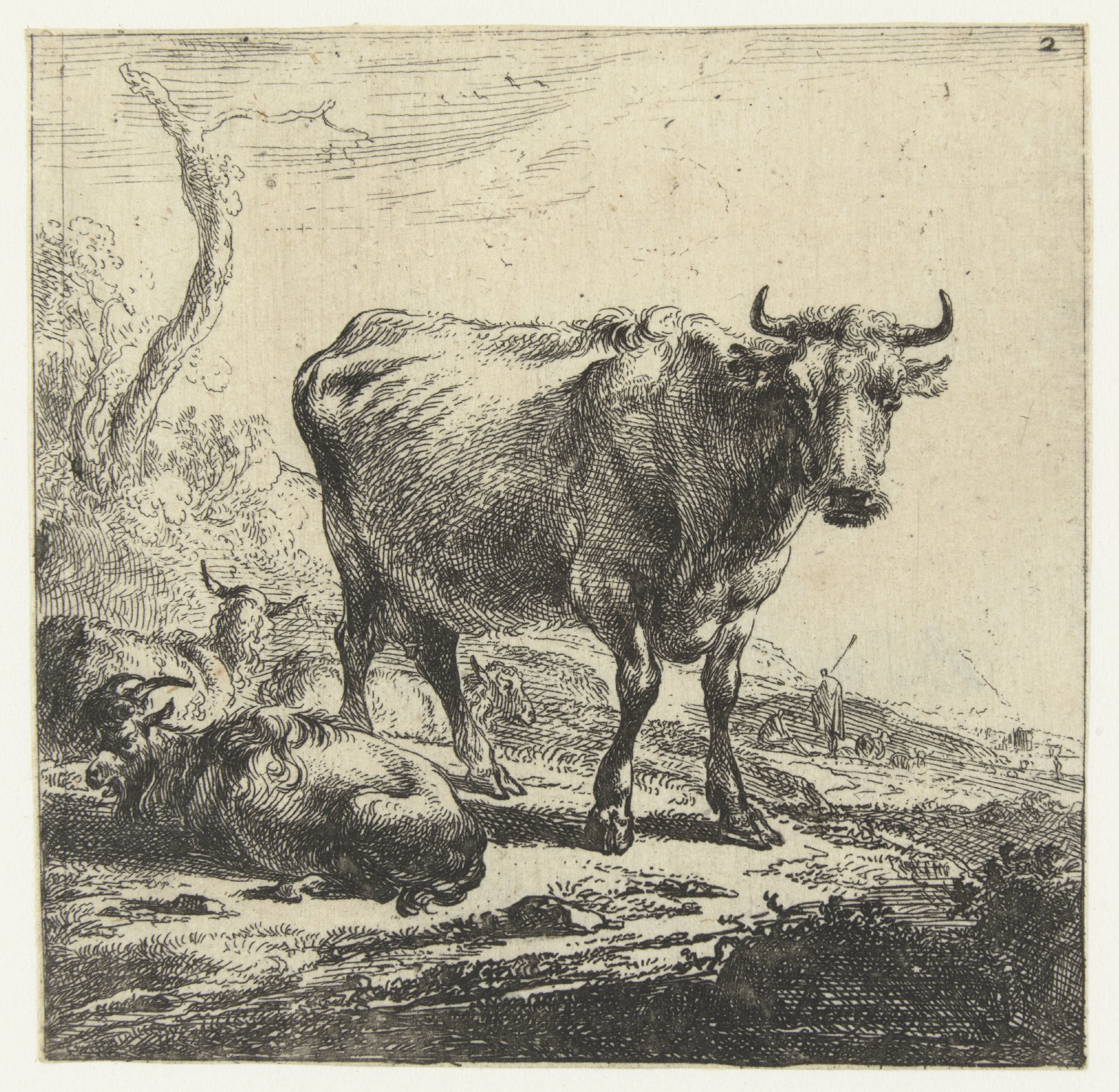 Koe