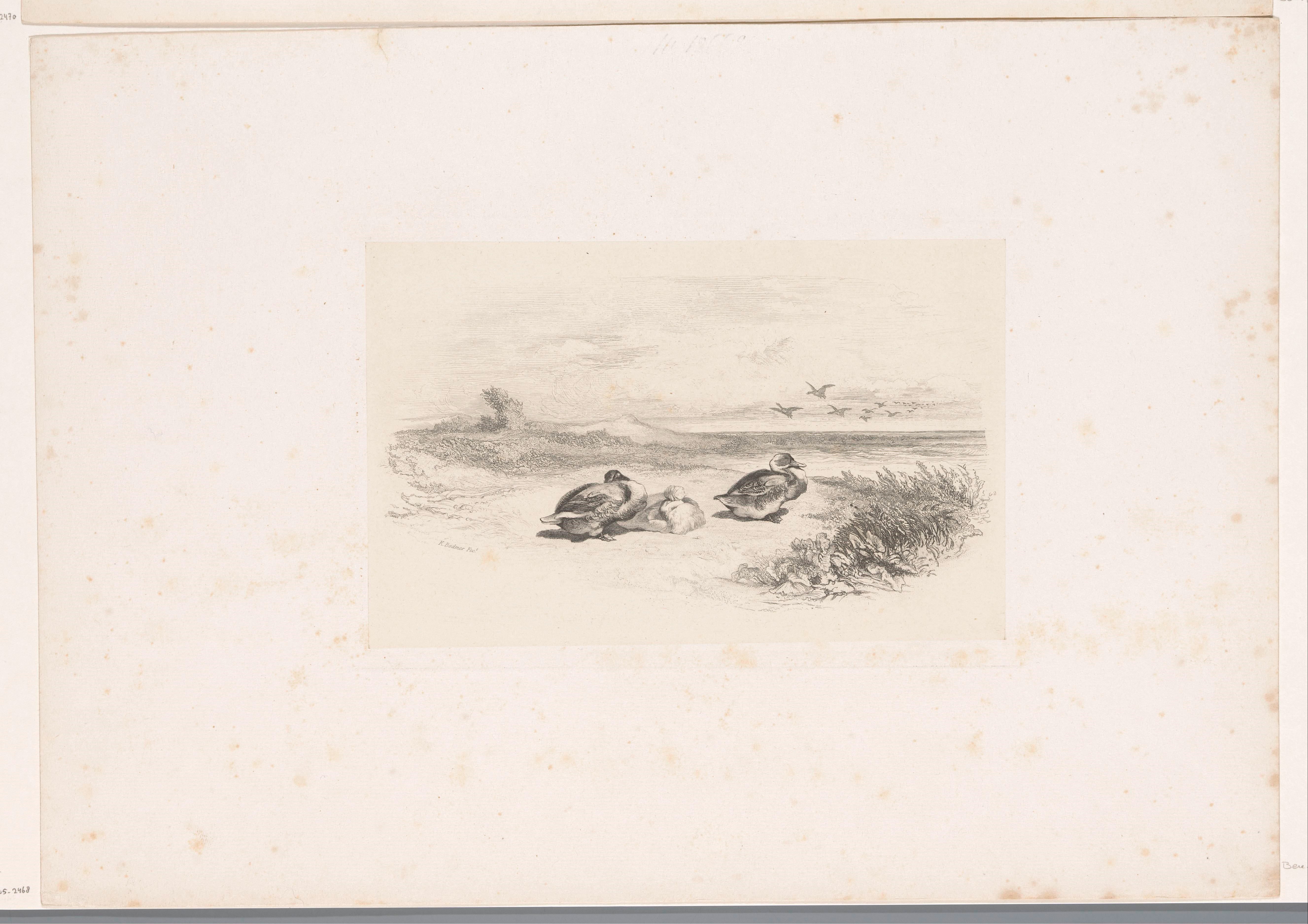 Drie rustende eenden