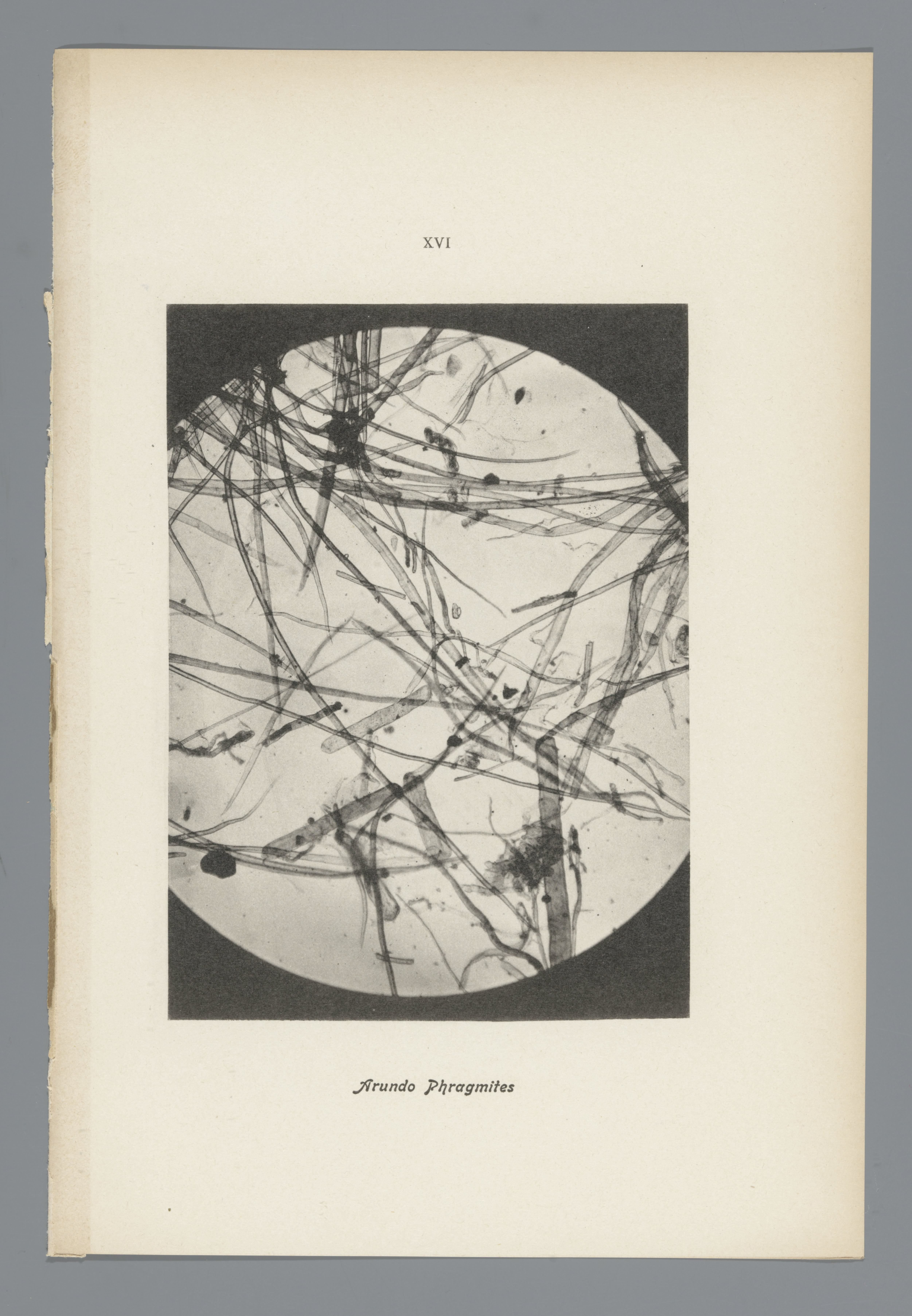 Microfoto’s van papiervezels