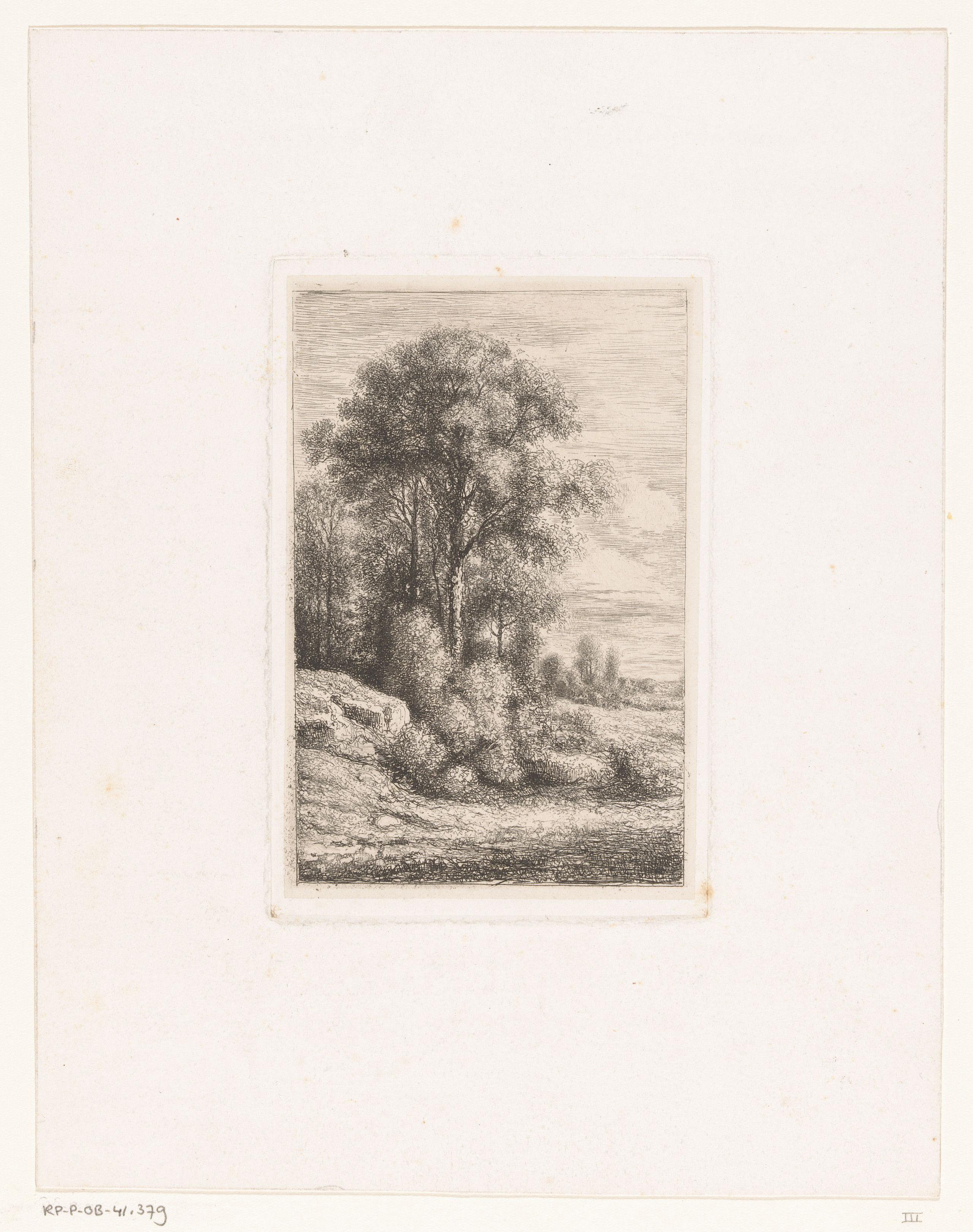 Bomen en struikgewas op een glooiing