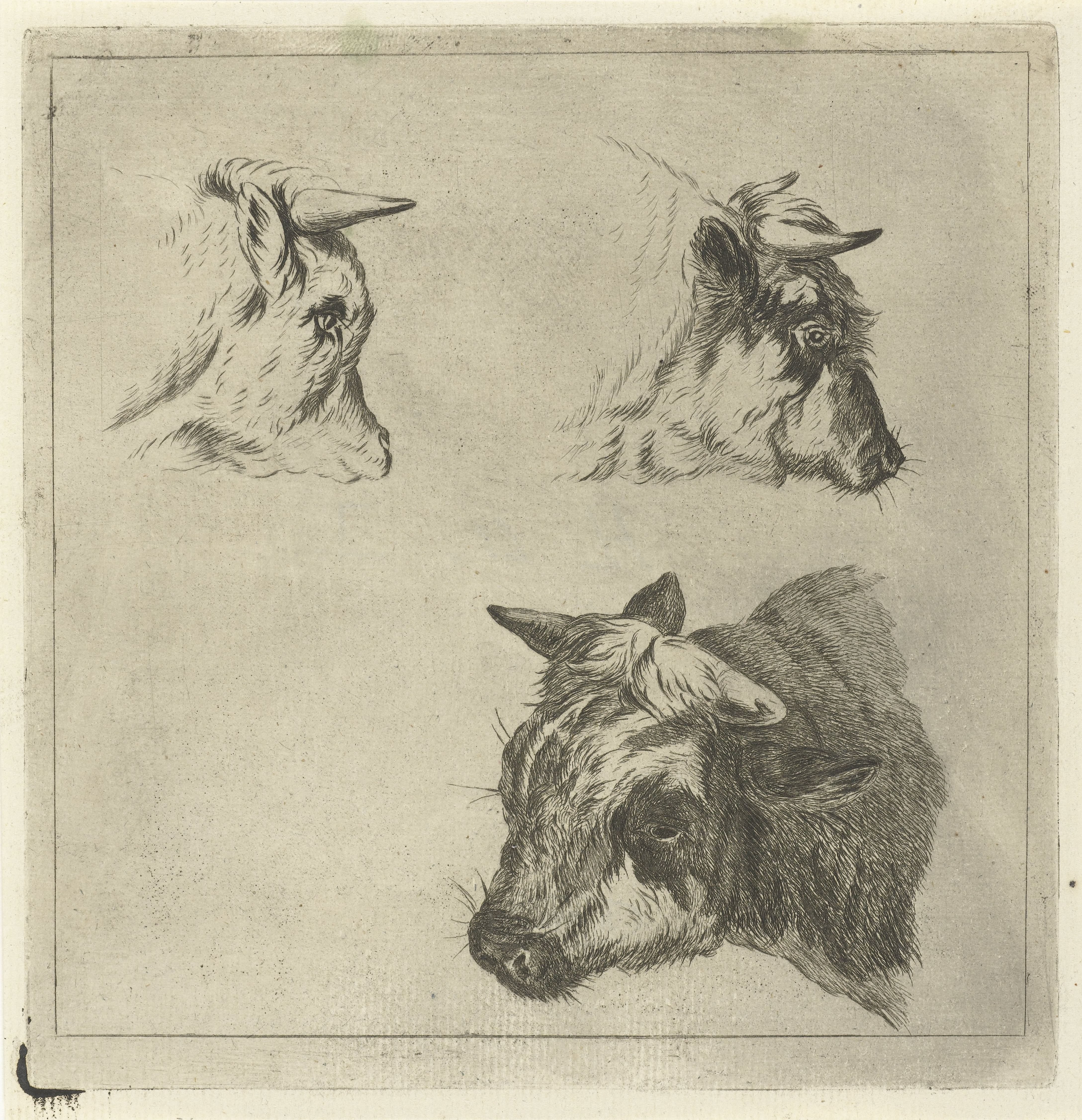 Drie koeienkoppen