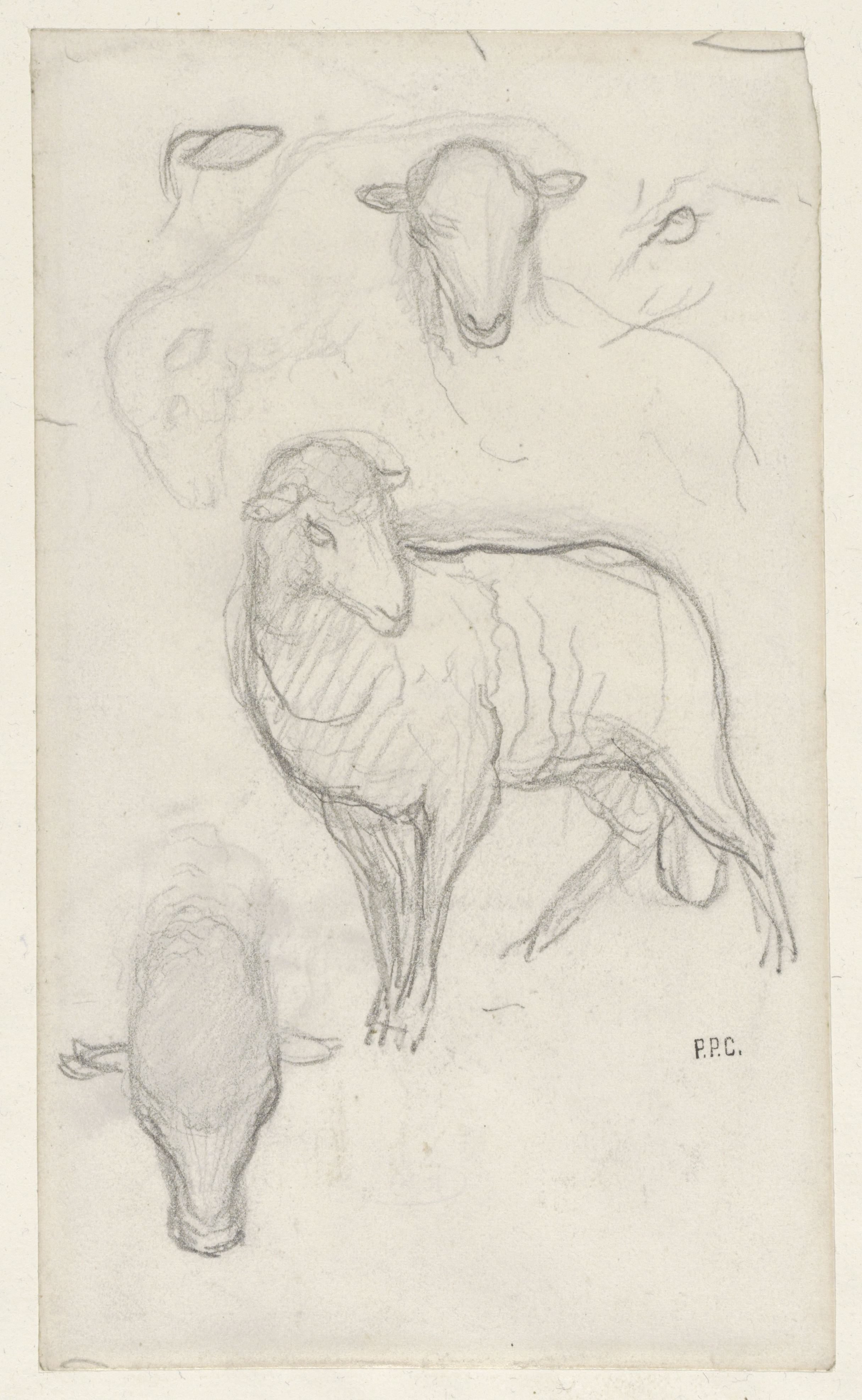 Studie van een schaap en drie schaapskoppen
