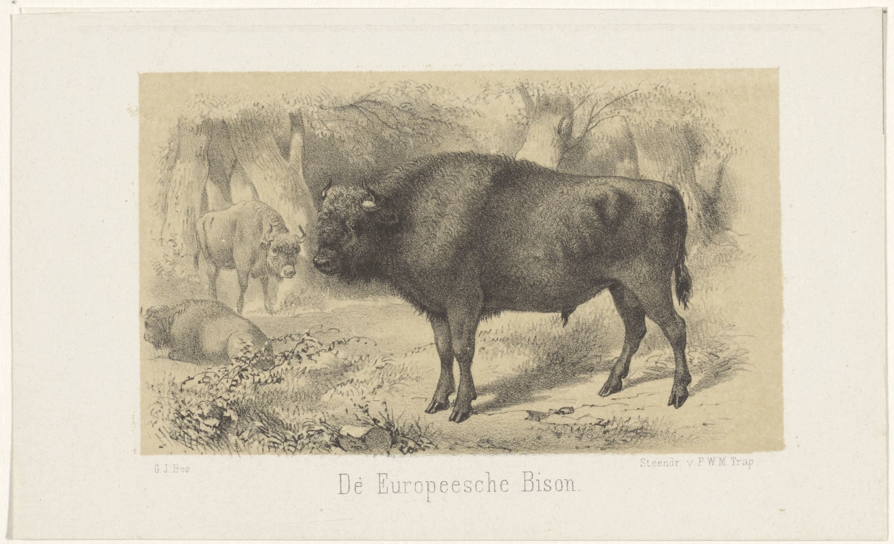 Europese bizon