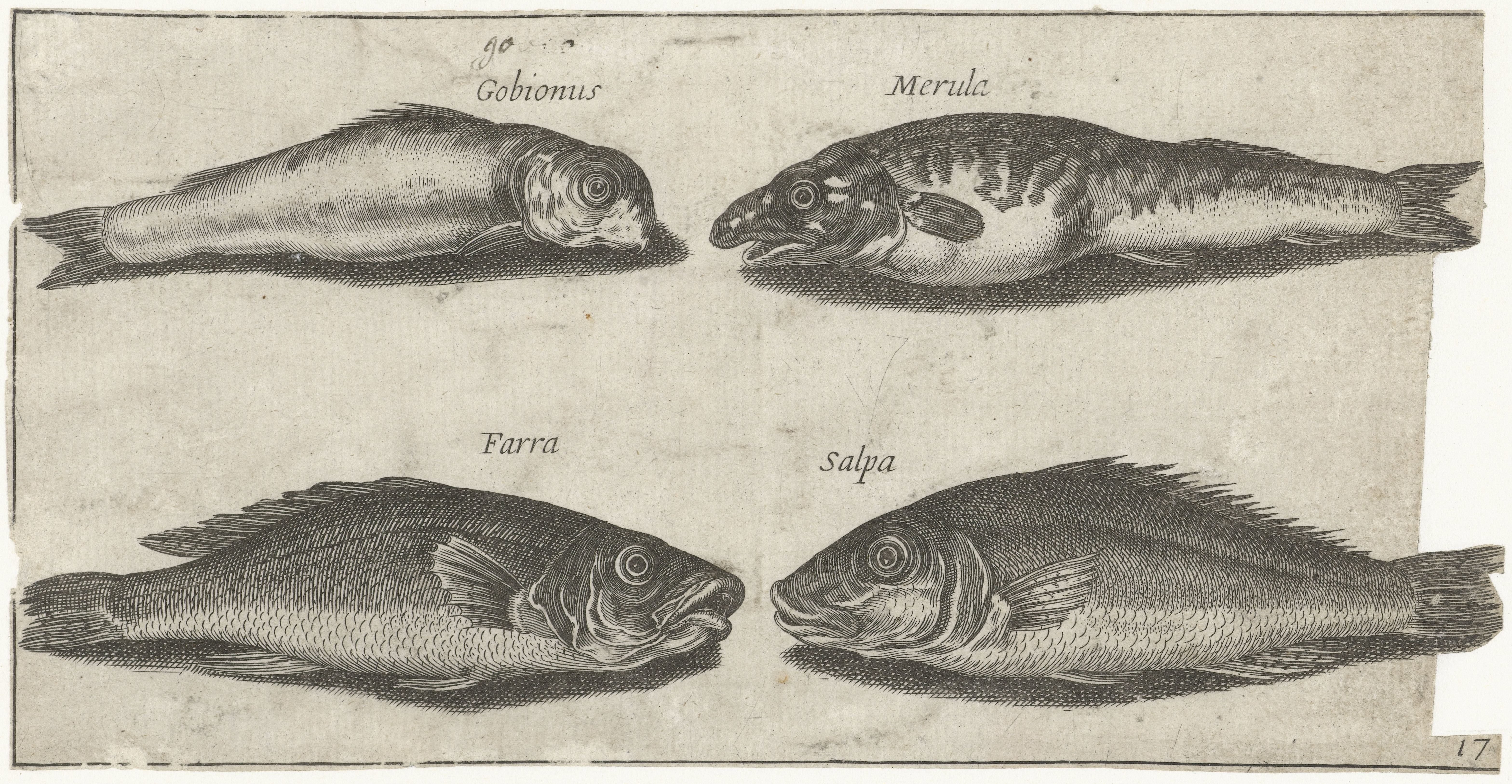 Grondel, bokvis, wijting en een andere vis