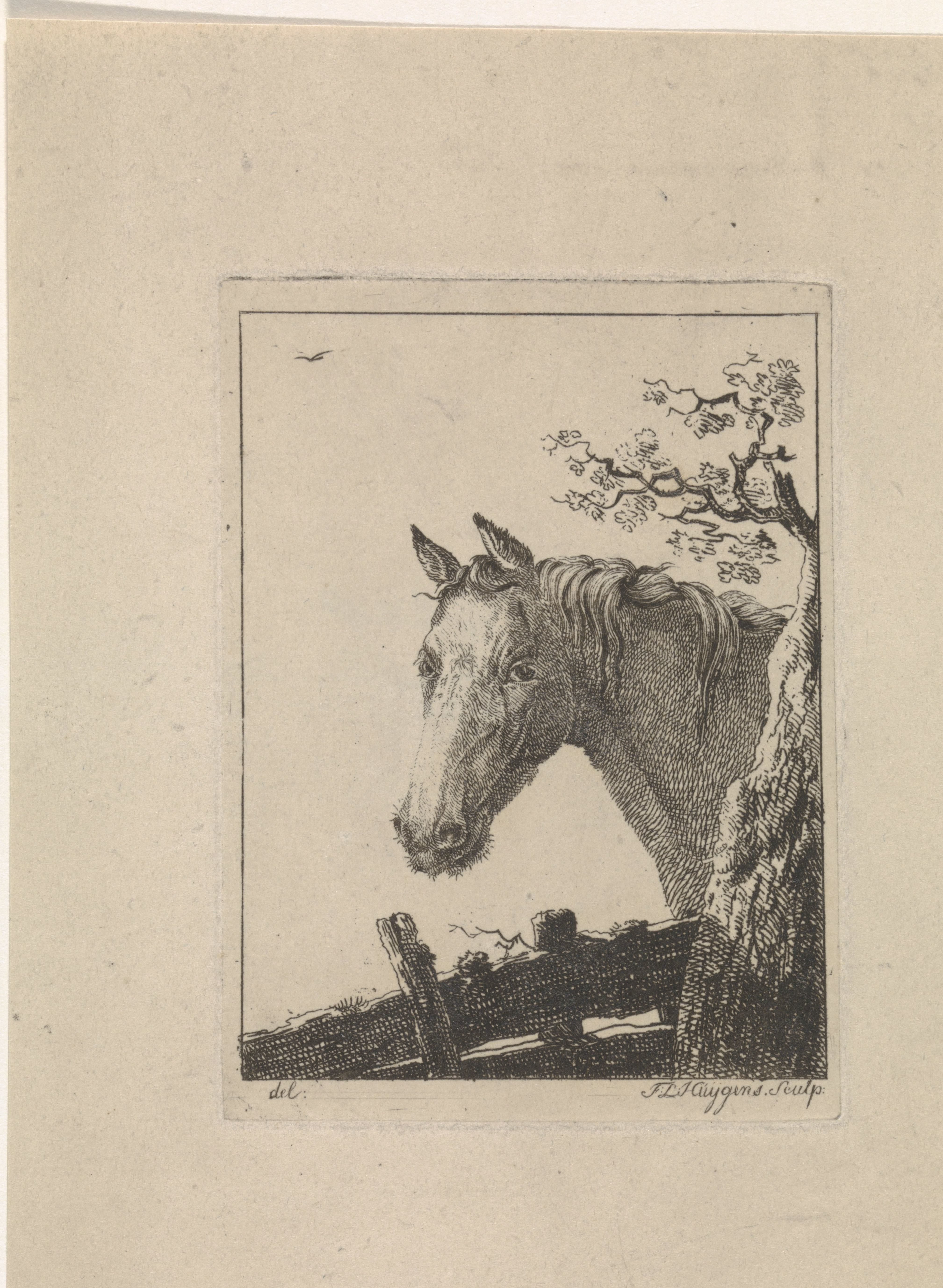 Hoofd van een paard