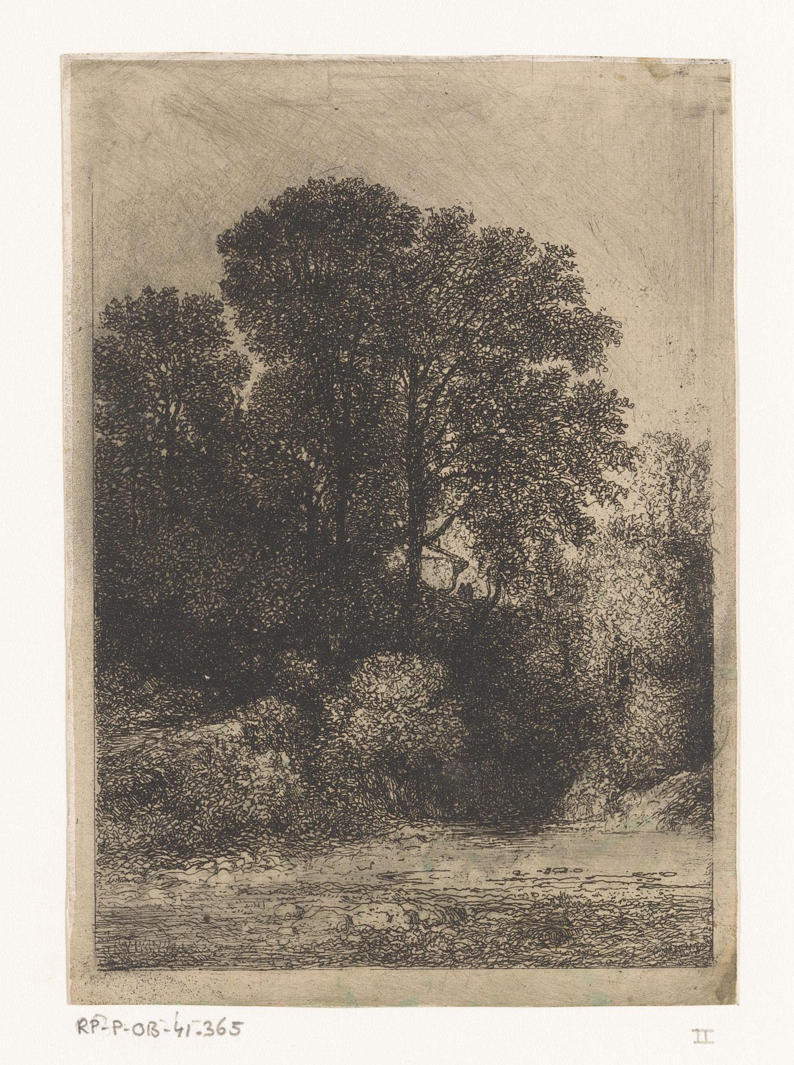 Bomen langs de oever van een beek