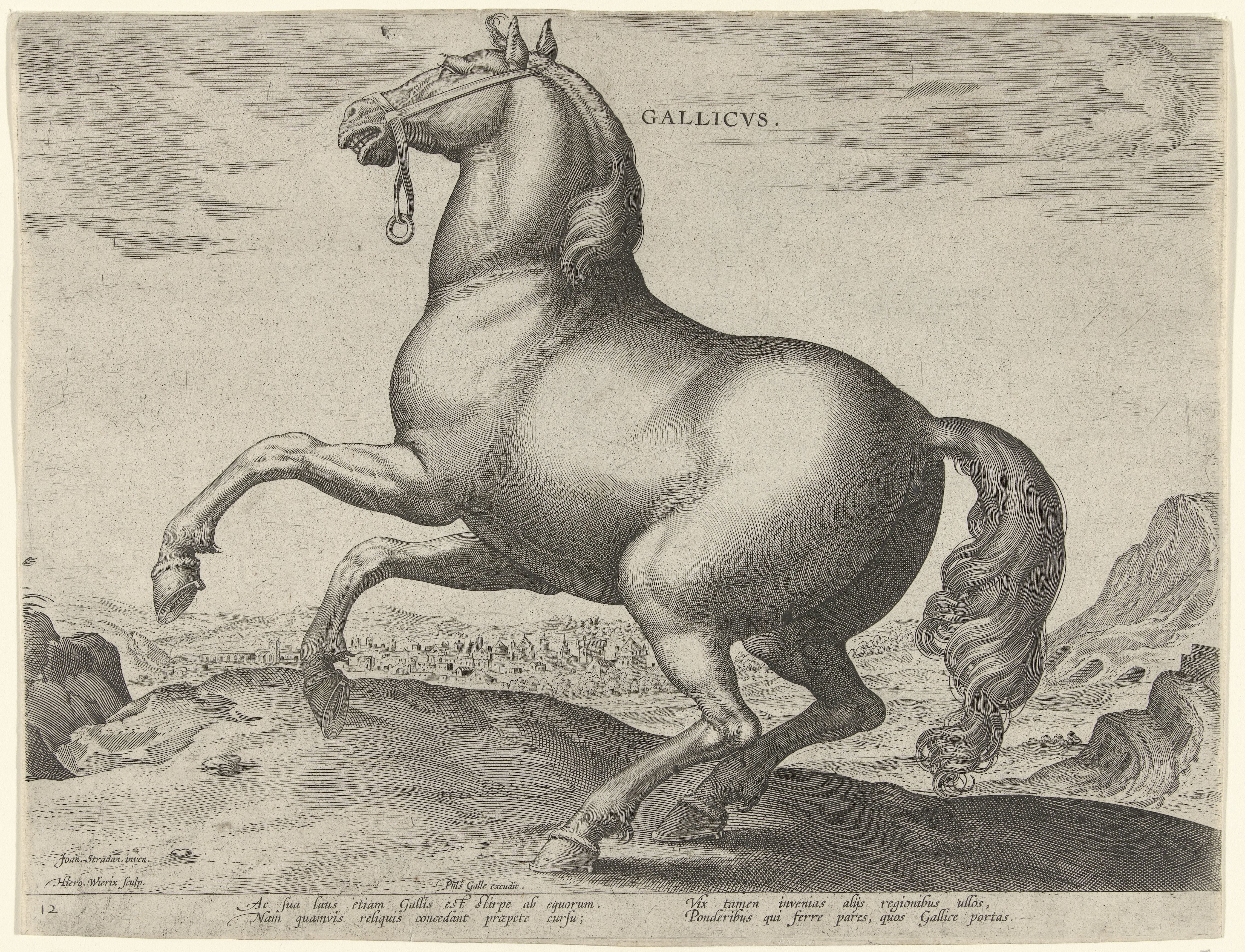 Paard uit Frankrijk (Gallicus)