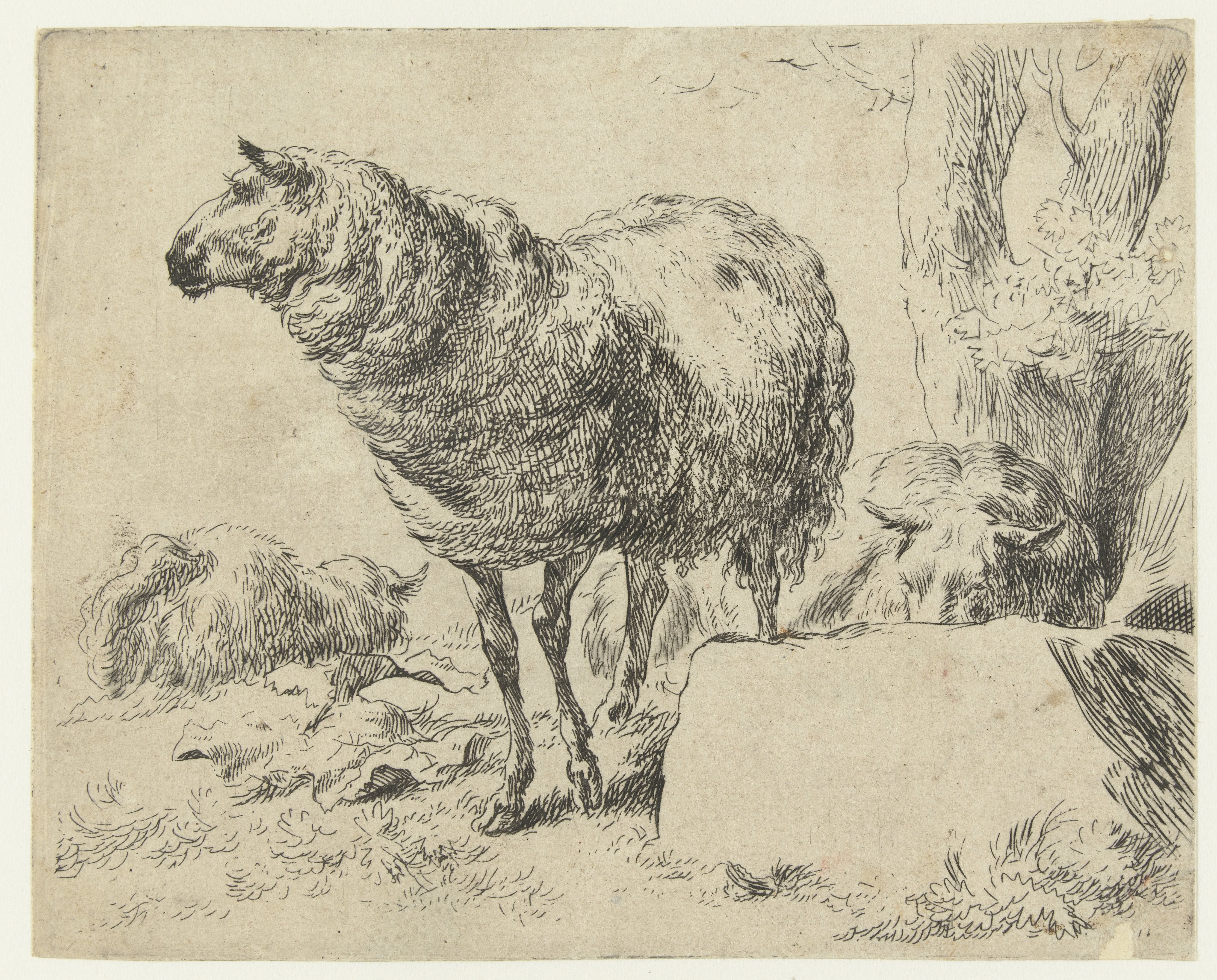 Drie schapen