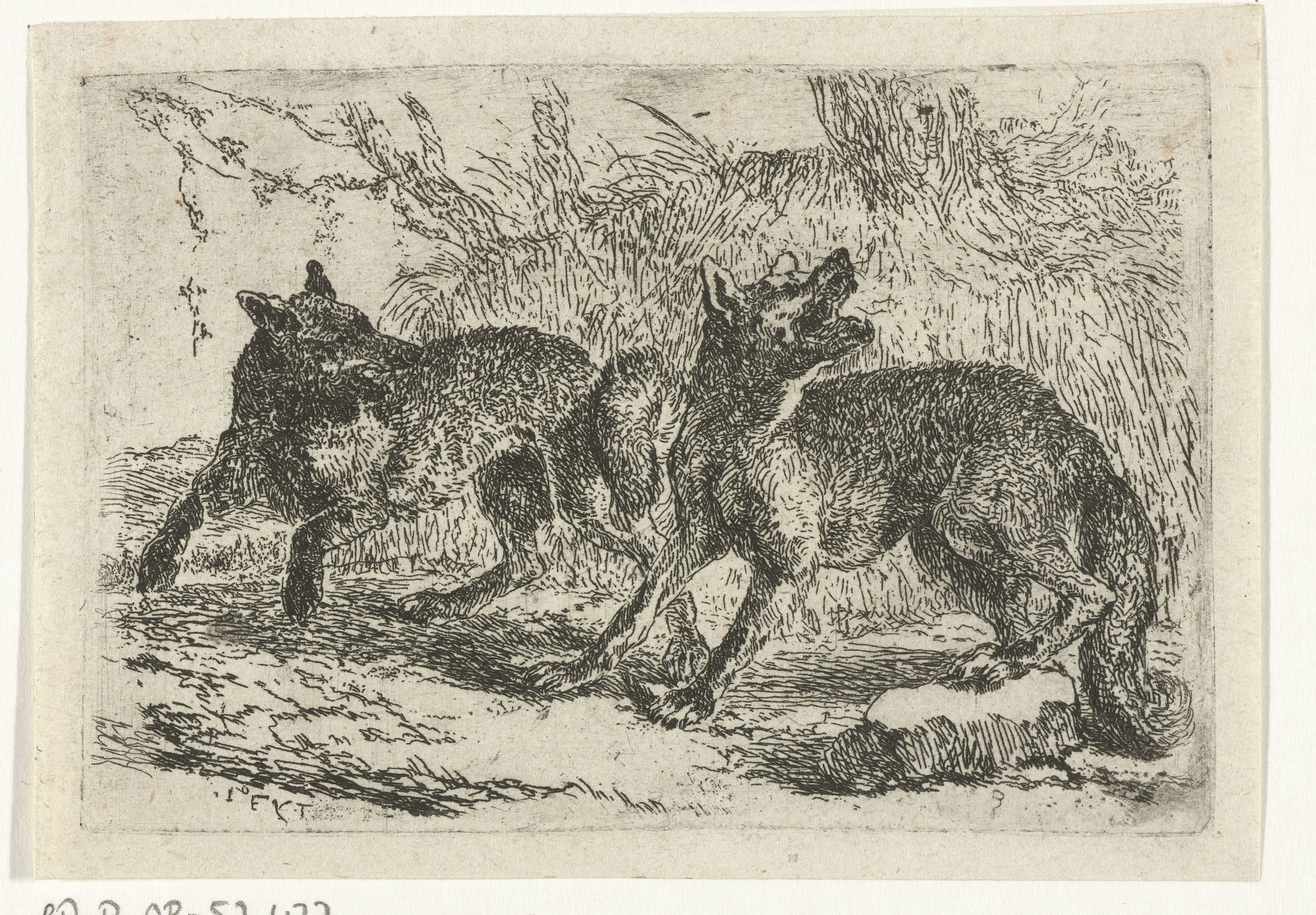 Twee wolven