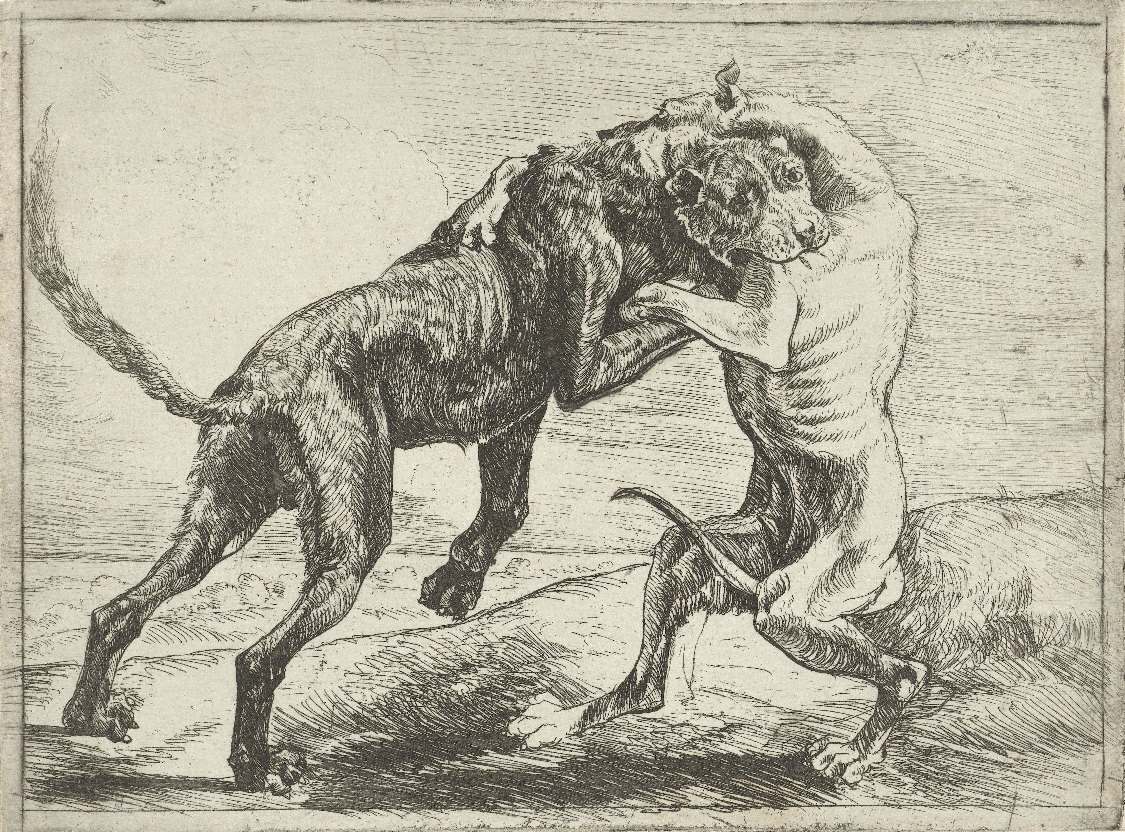 Twee vechtende honden