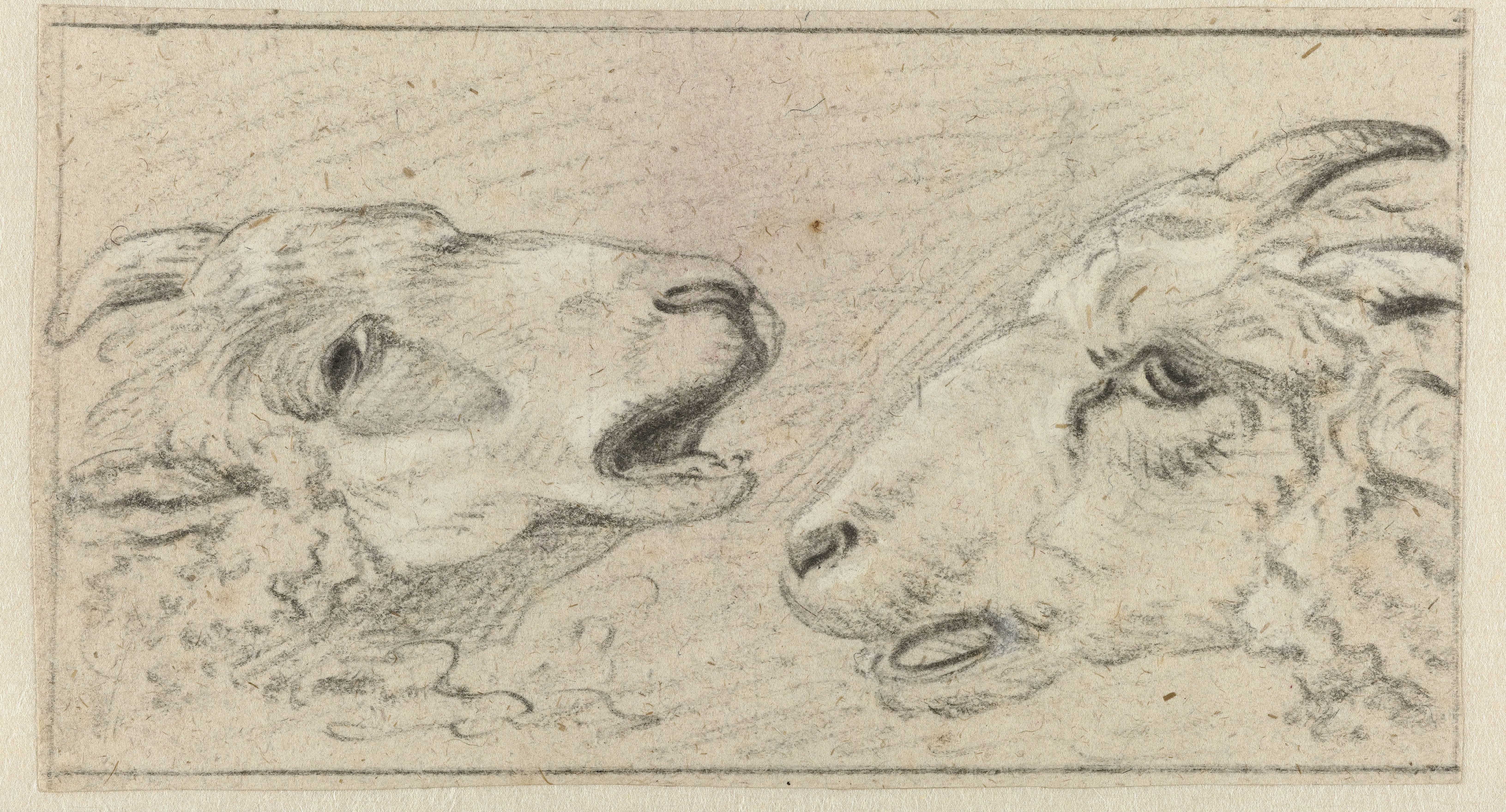 Twee schapenkoppen