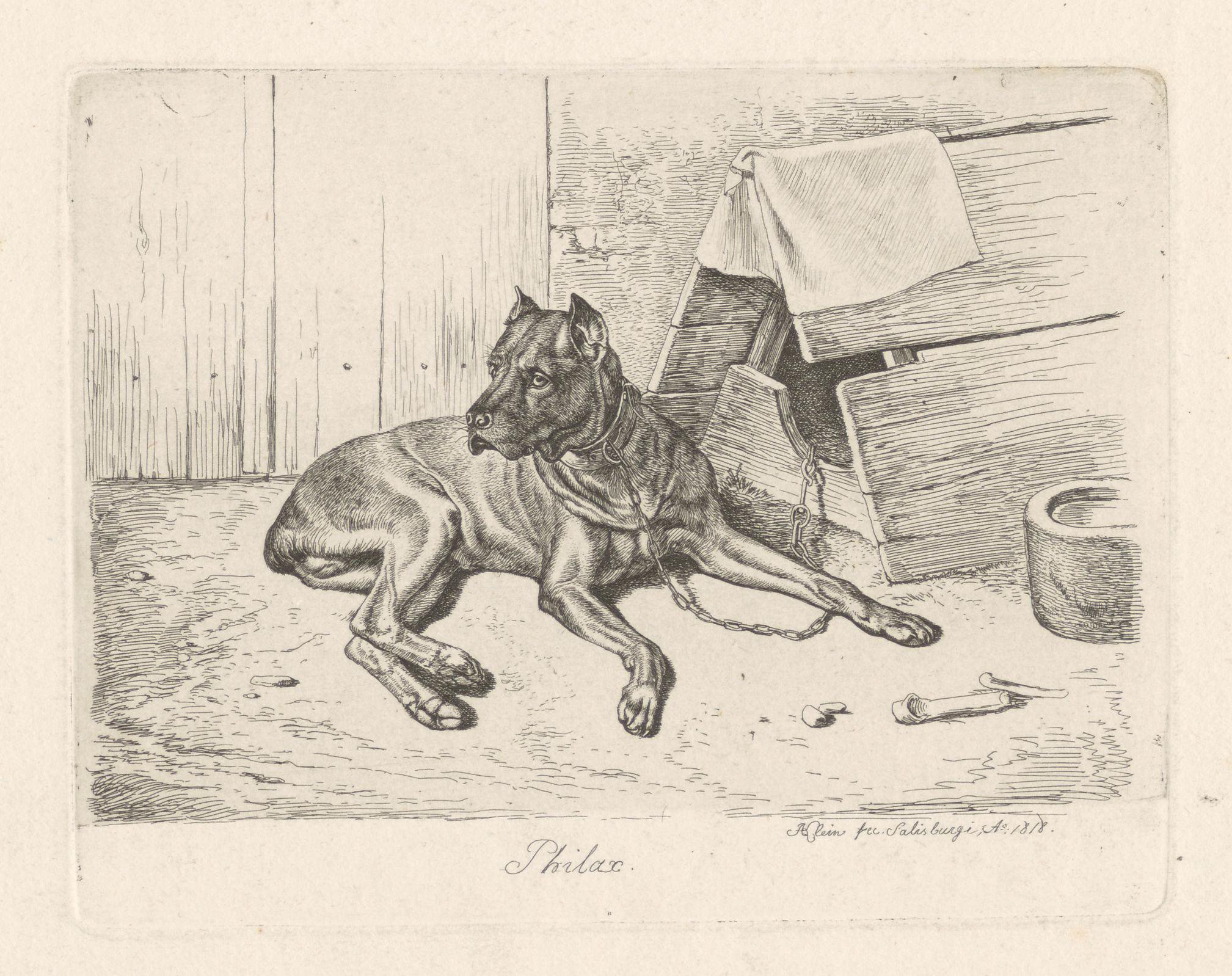 Waakhond Philax