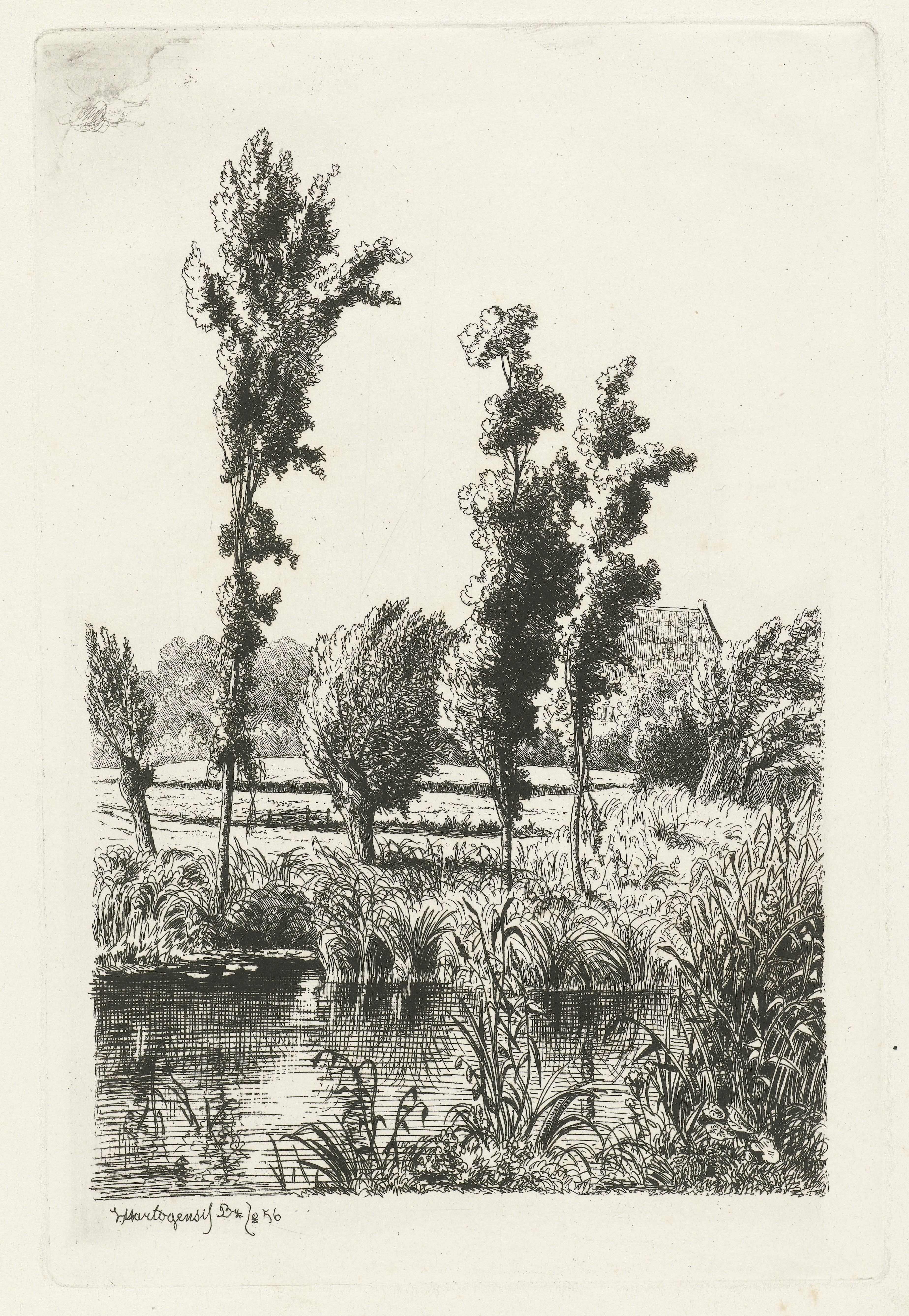 Bomen aan een sloot