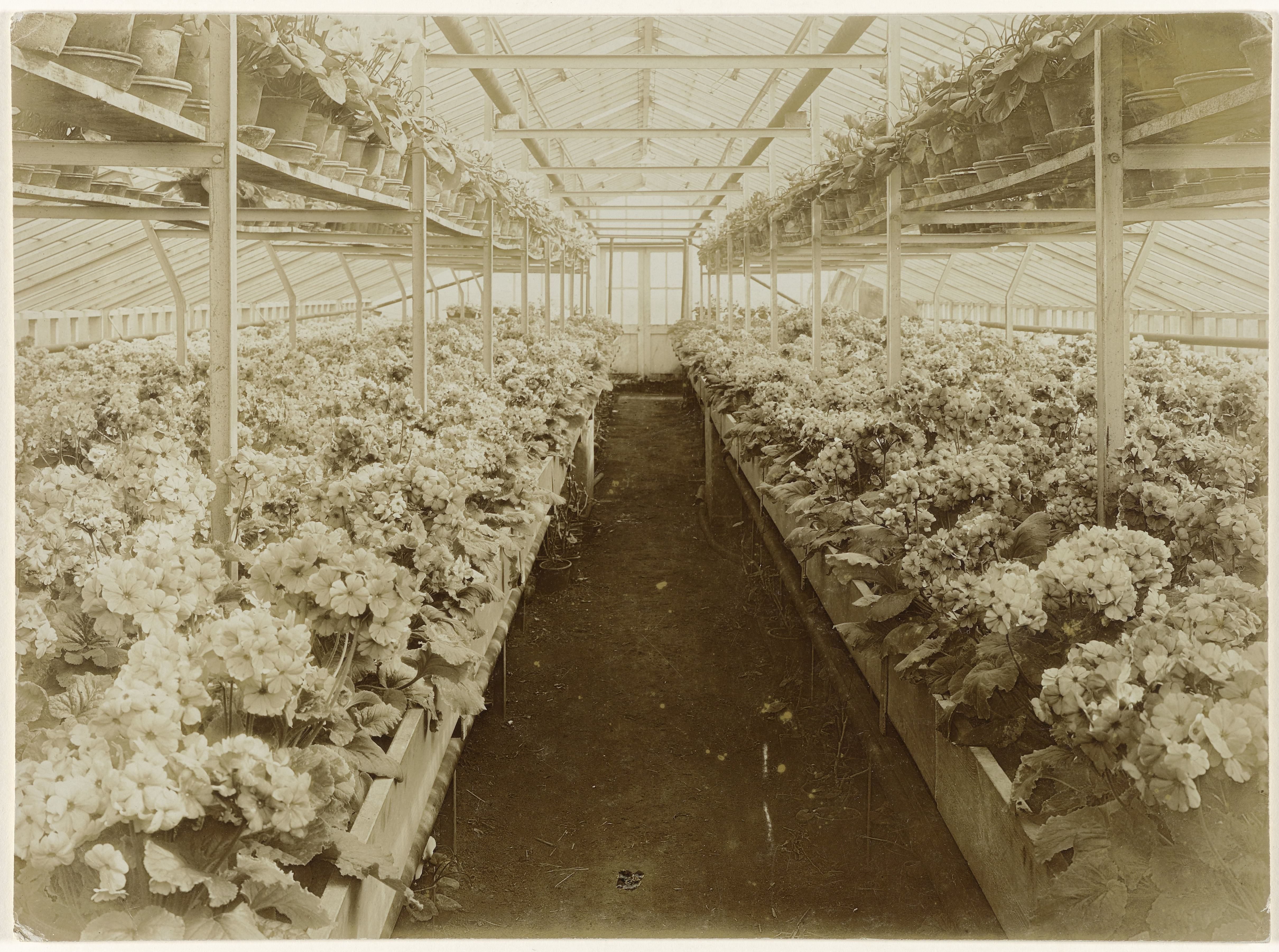 Plantenkas met Primula Obconica