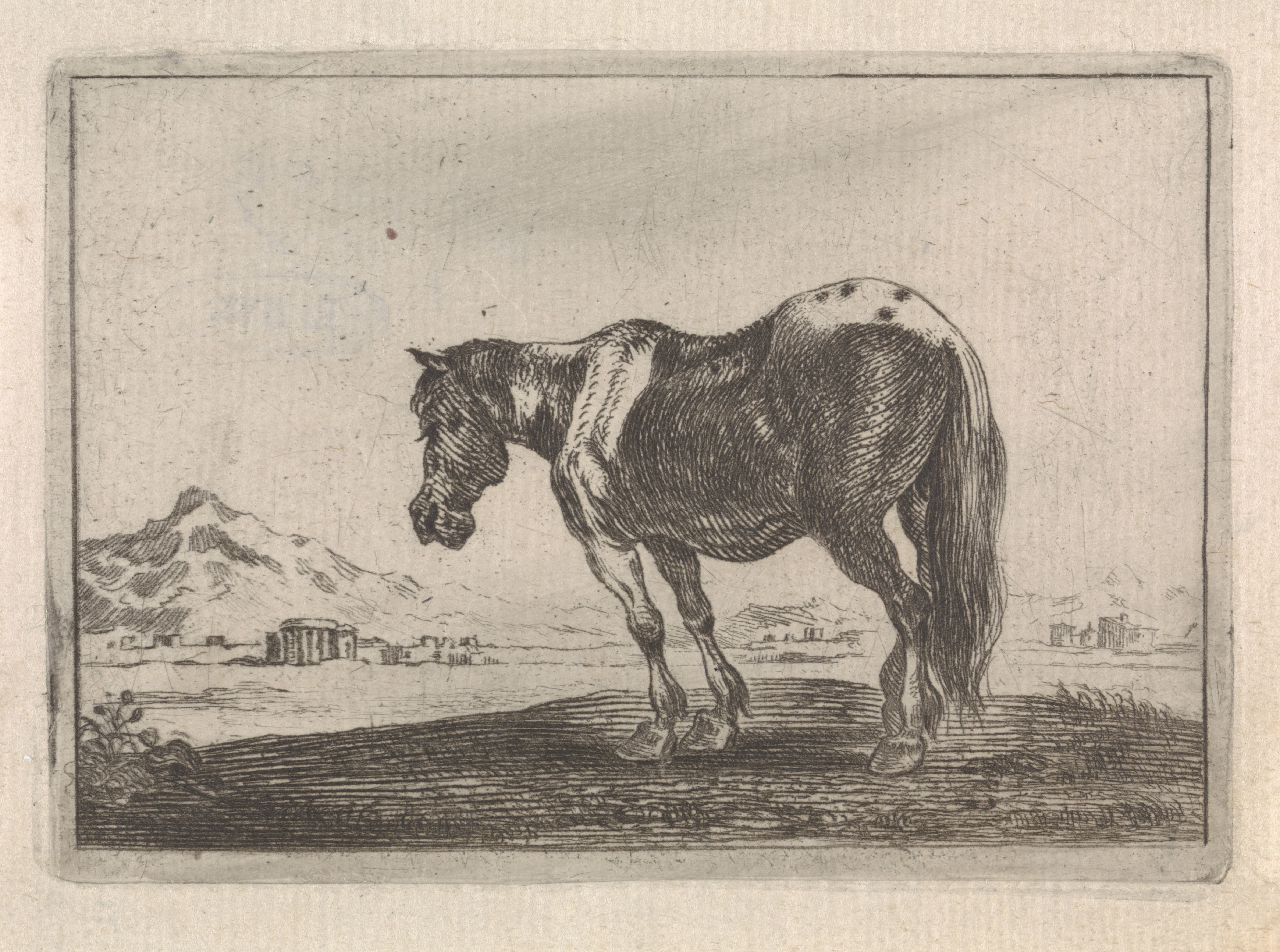Paard staande in een landschap