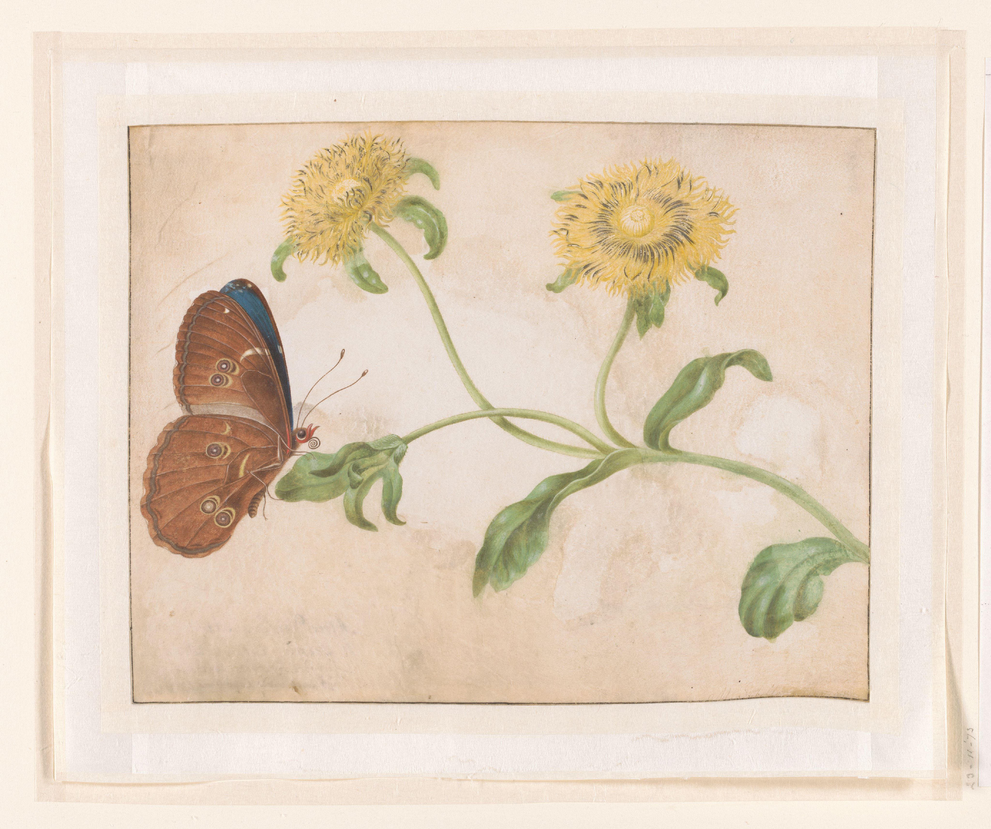 Blue Morpho Butterfly on a Yellow Flower