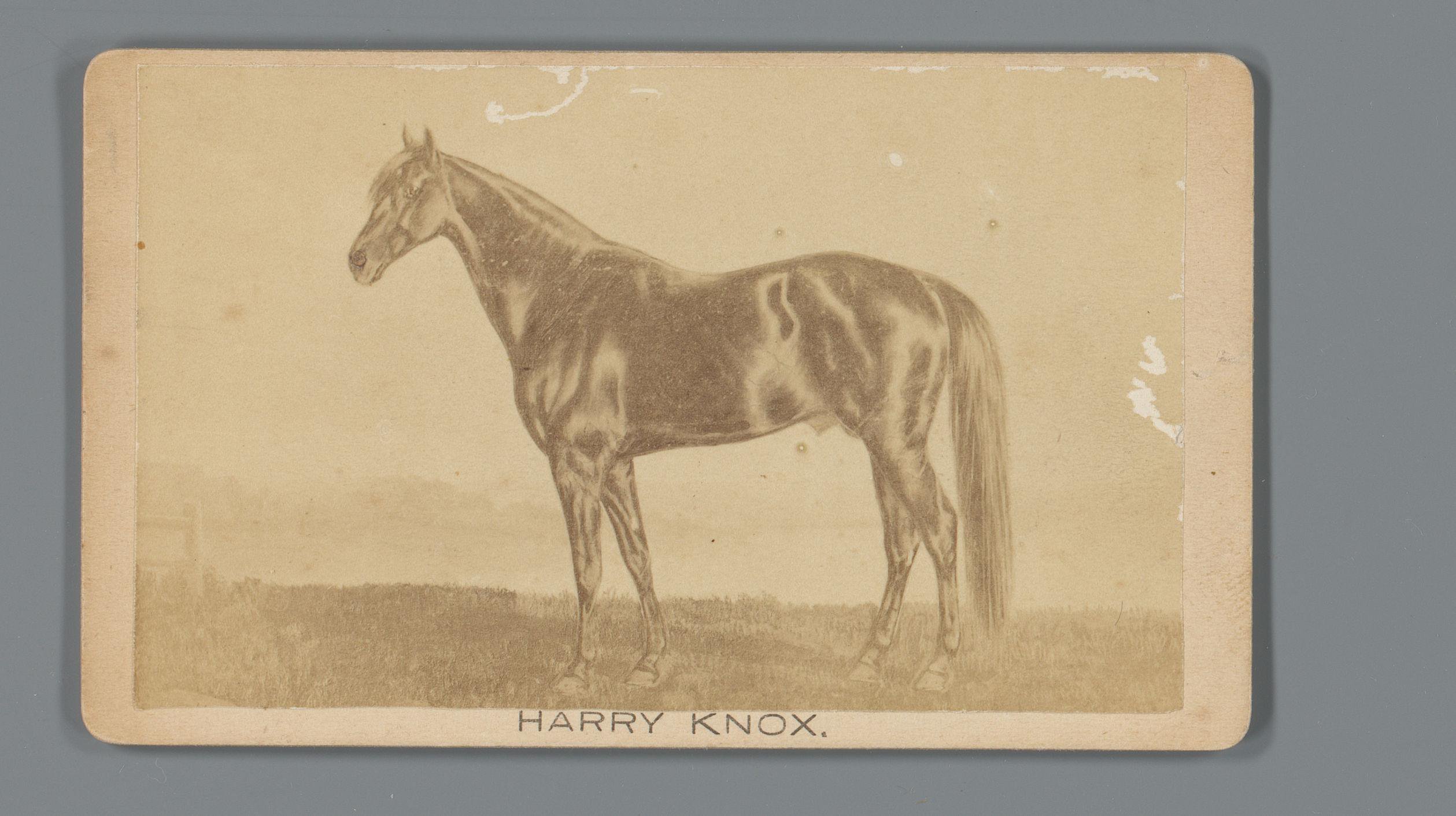 Fotoreproductie van een getekend paard genaamd Harry Knox aangeboden door F.N. Kimball in North Brighton, Massachusetts