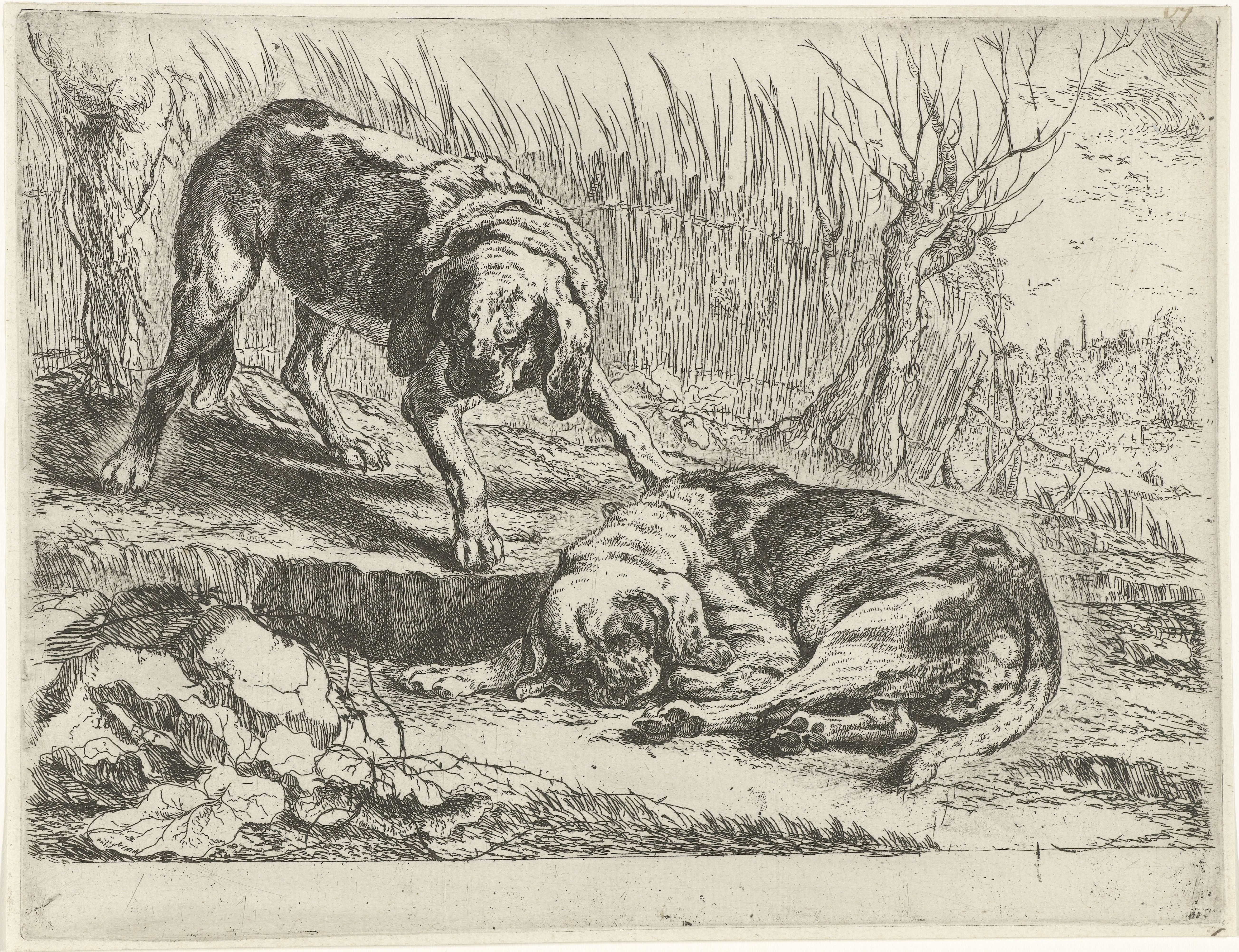 Twee honden