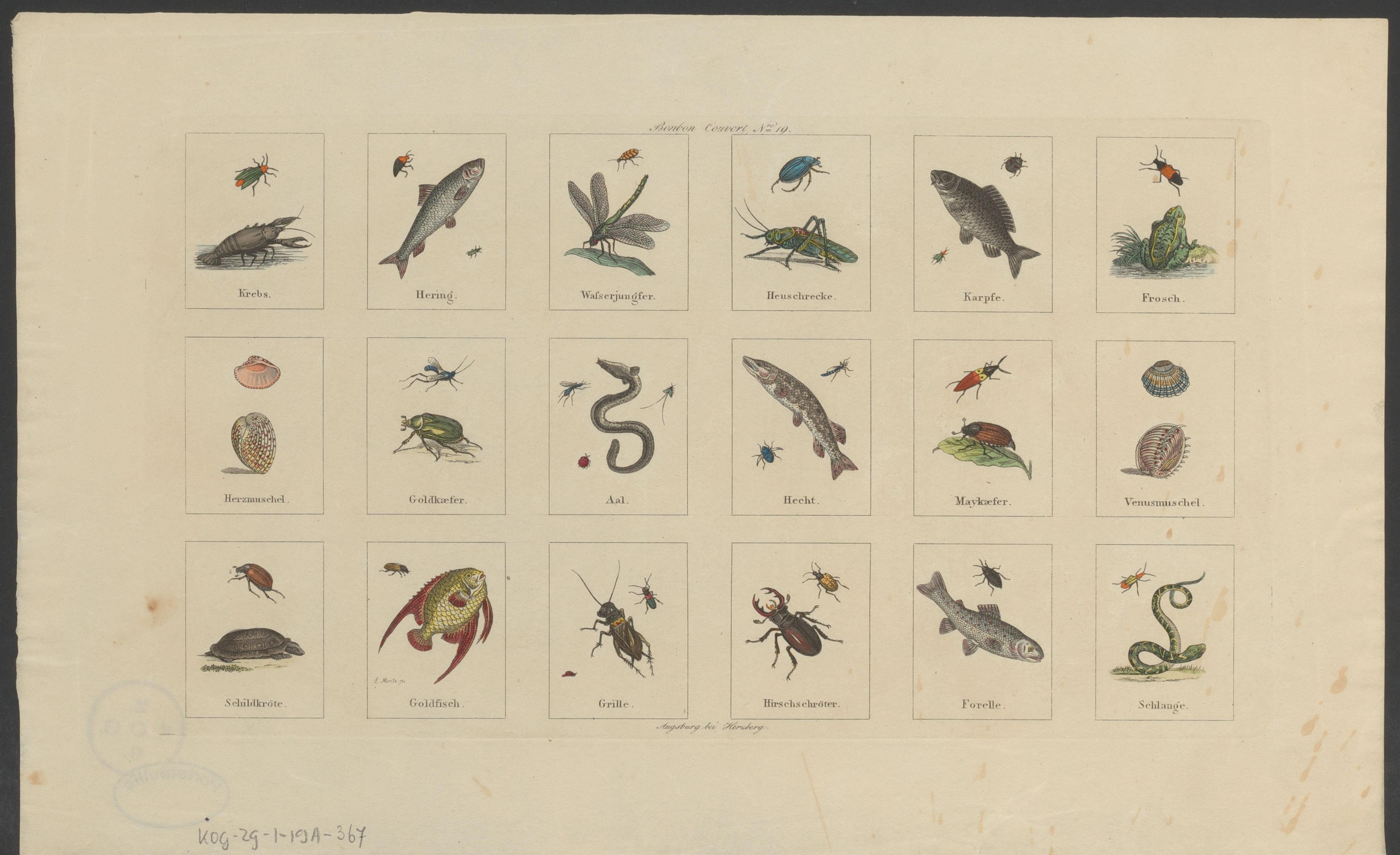 Vissen en insecten