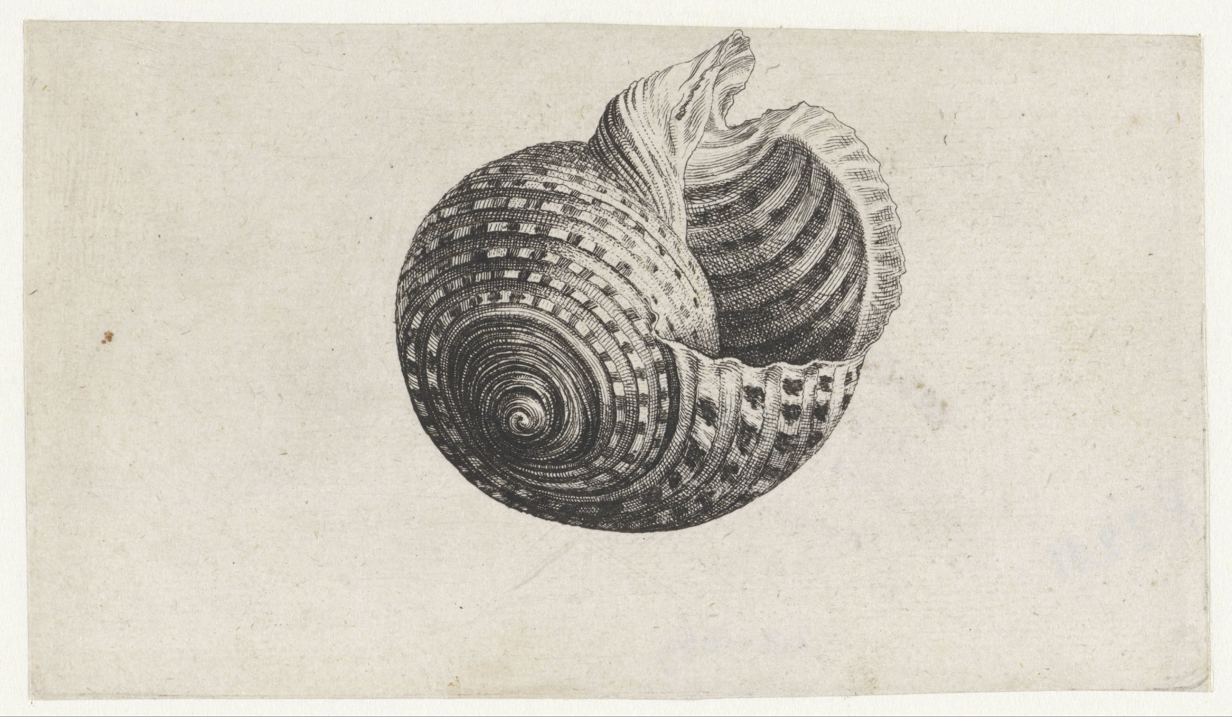 Schelp, tonna dolium