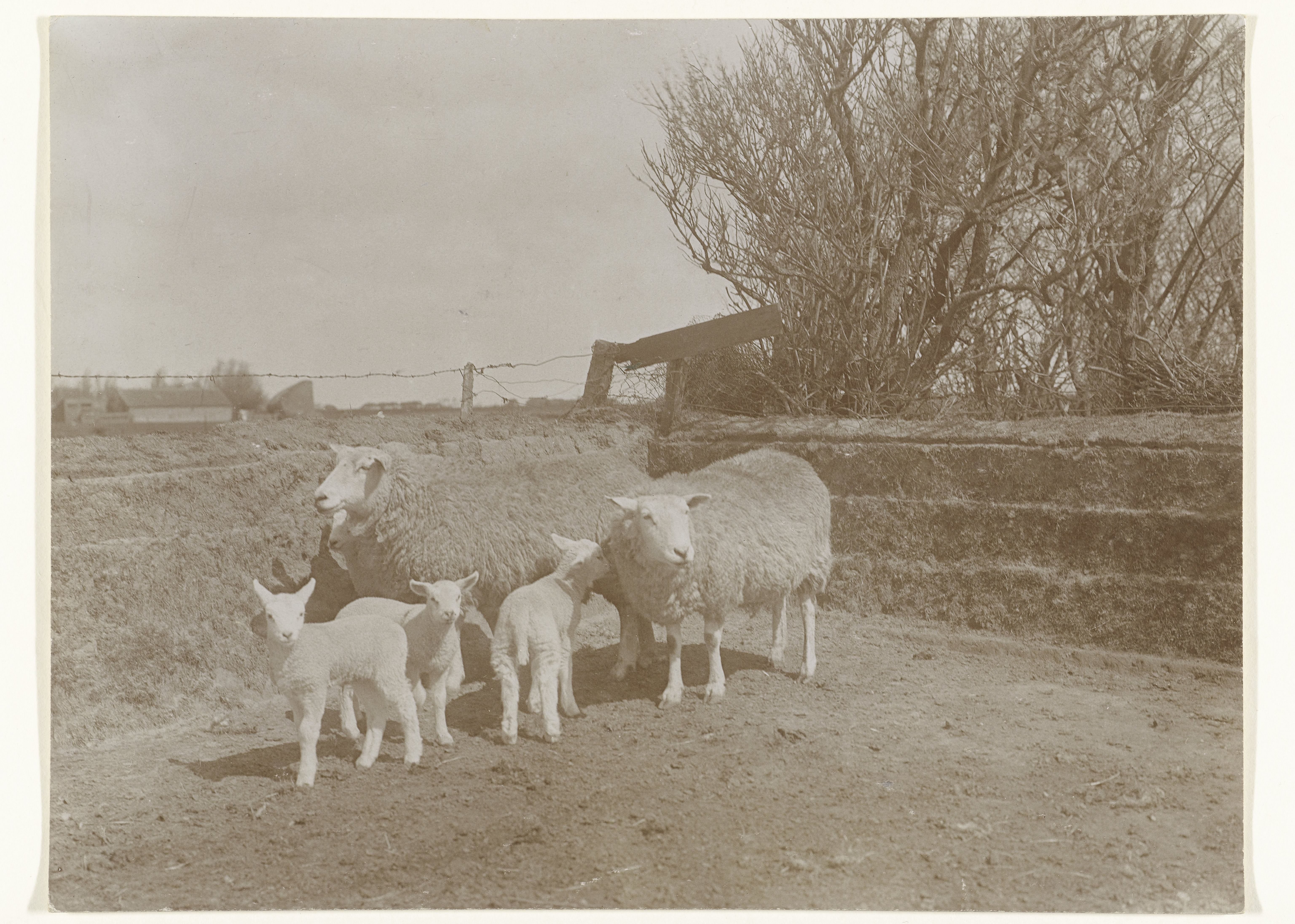 Twee schapen met lammeren op Texel