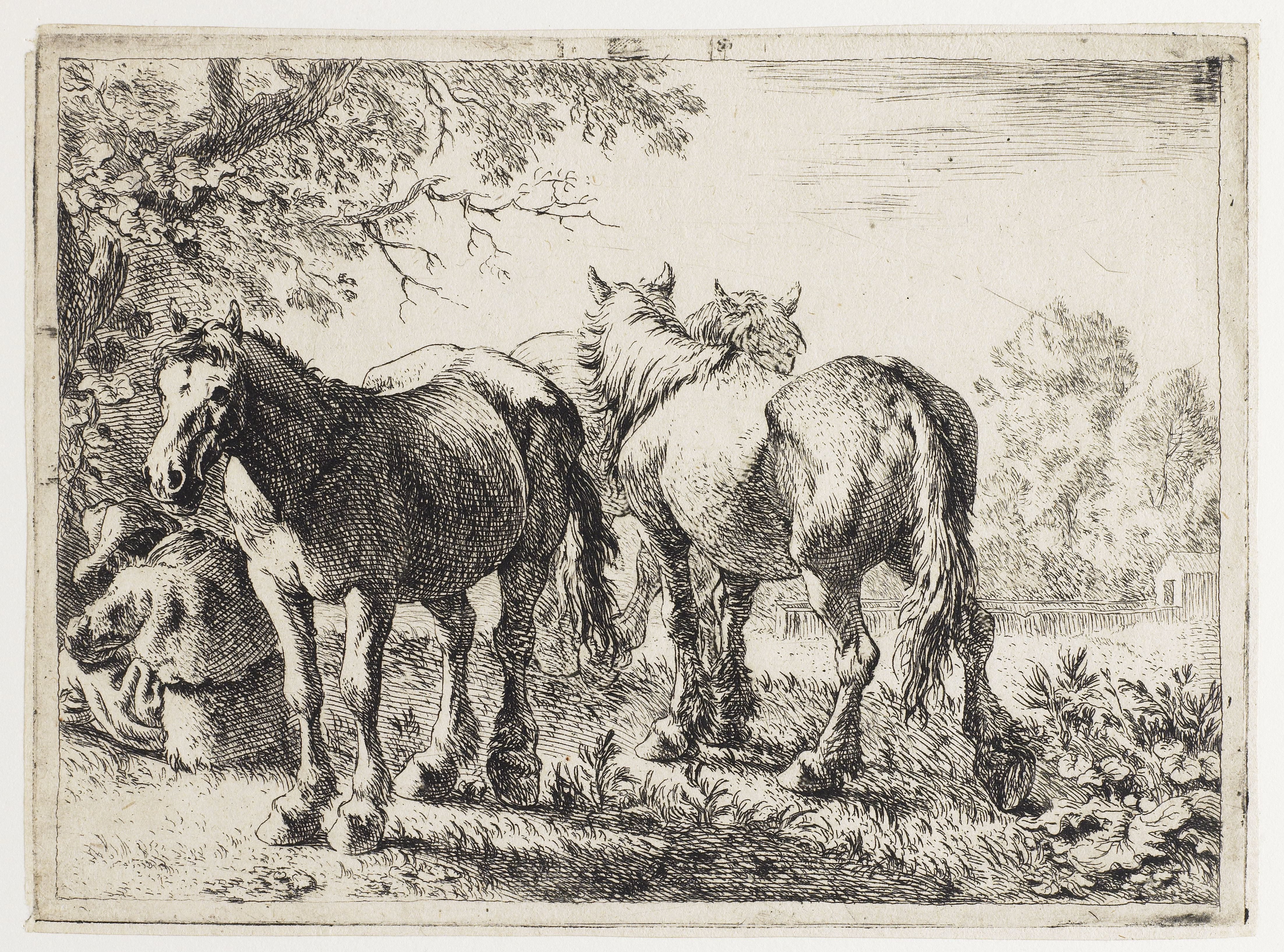 Drie paarden en een boer