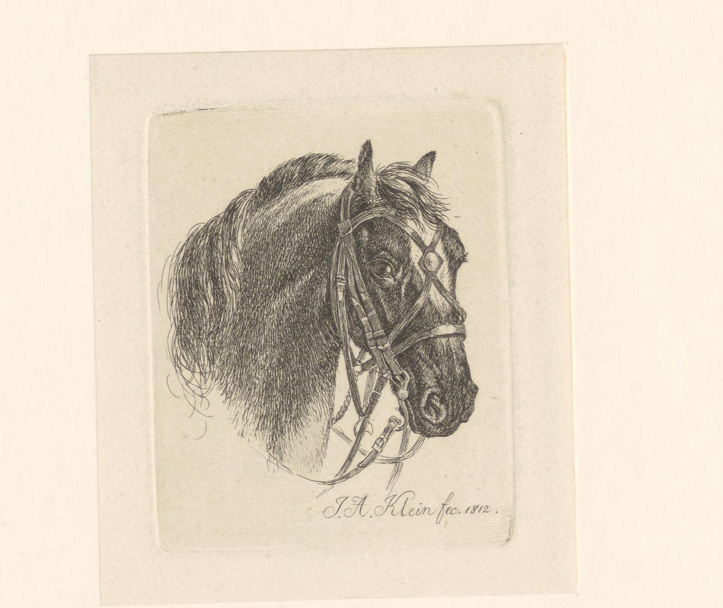 Paardenhoofd met hoofdstel